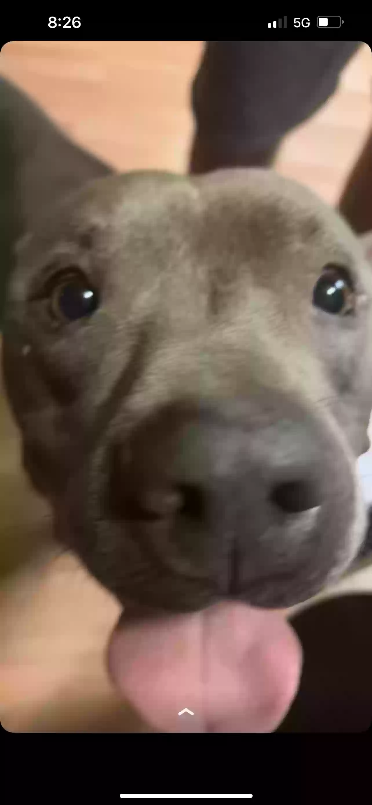 adoptable Dog in Tucson,AZ named Mookie
