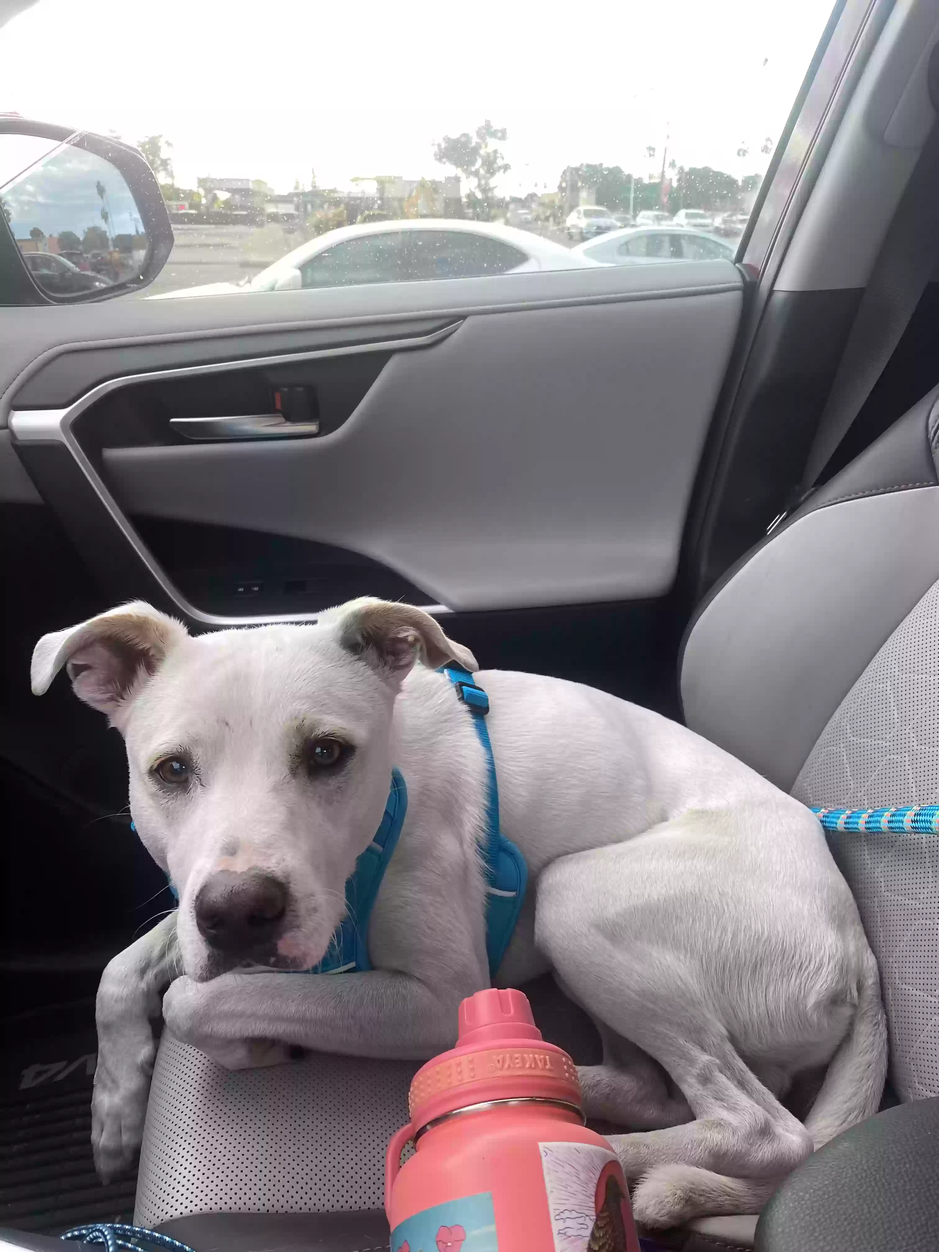 adoptable Dog in Mesa,AZ named Wilson