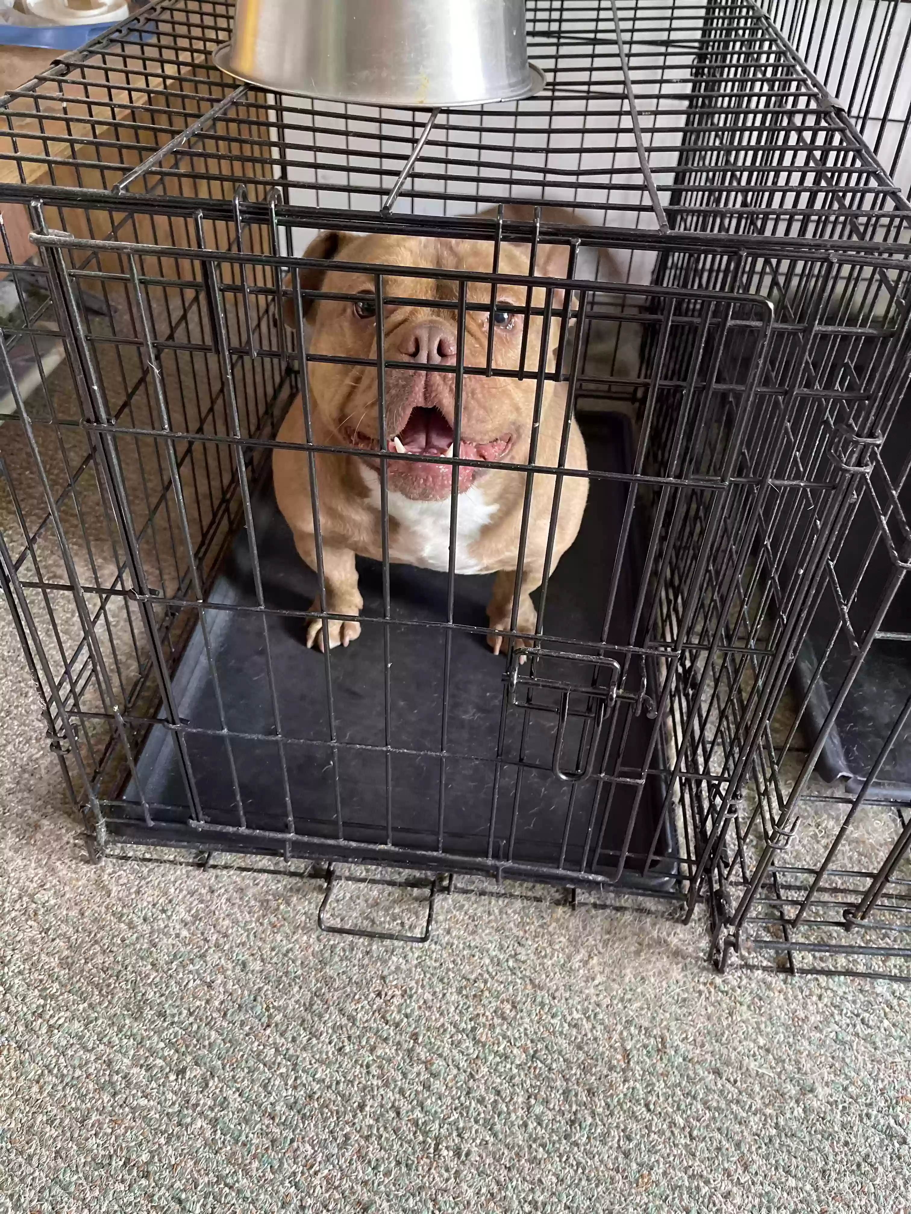 adoptable Dog in Orlando,FL named Ryder