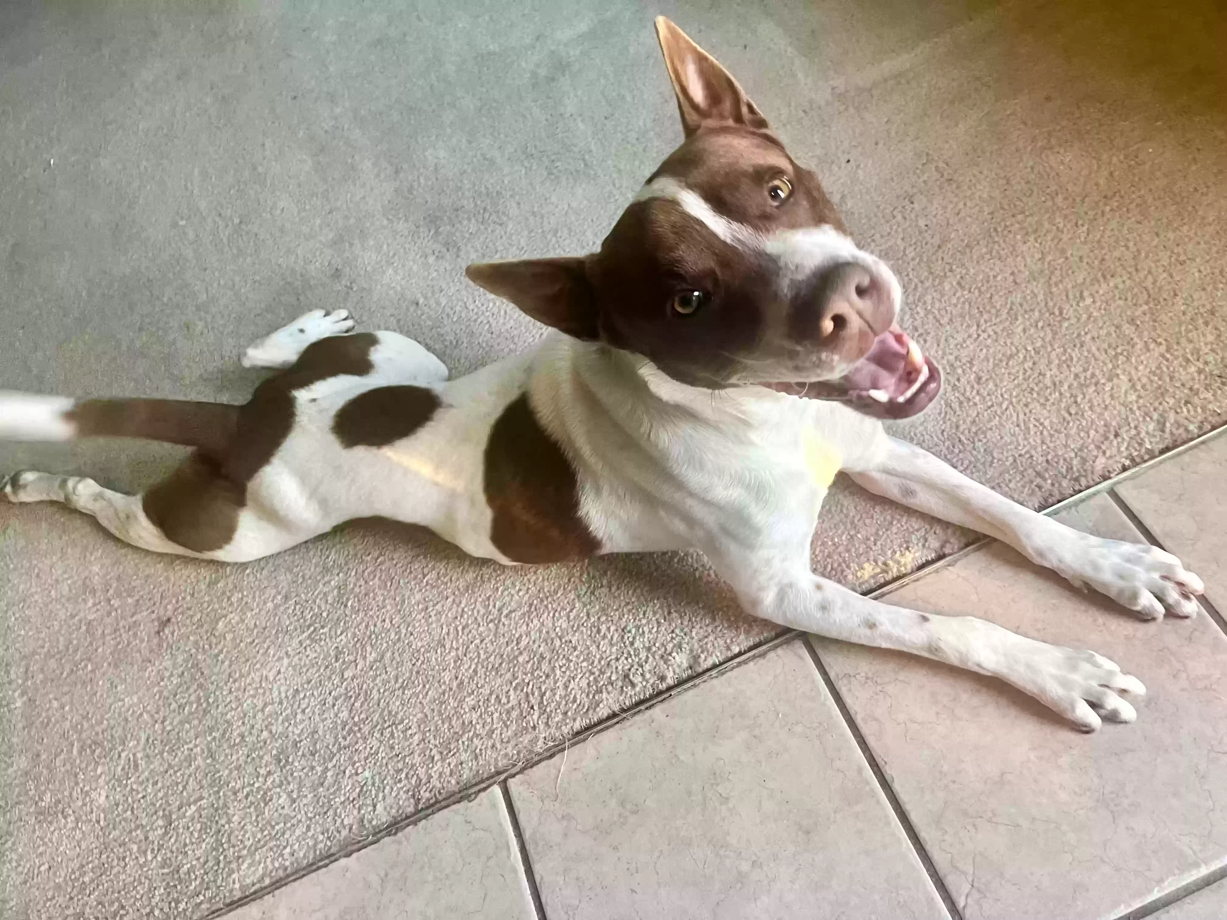 adoptable Dog in Lithia Springs,GA named Brix
