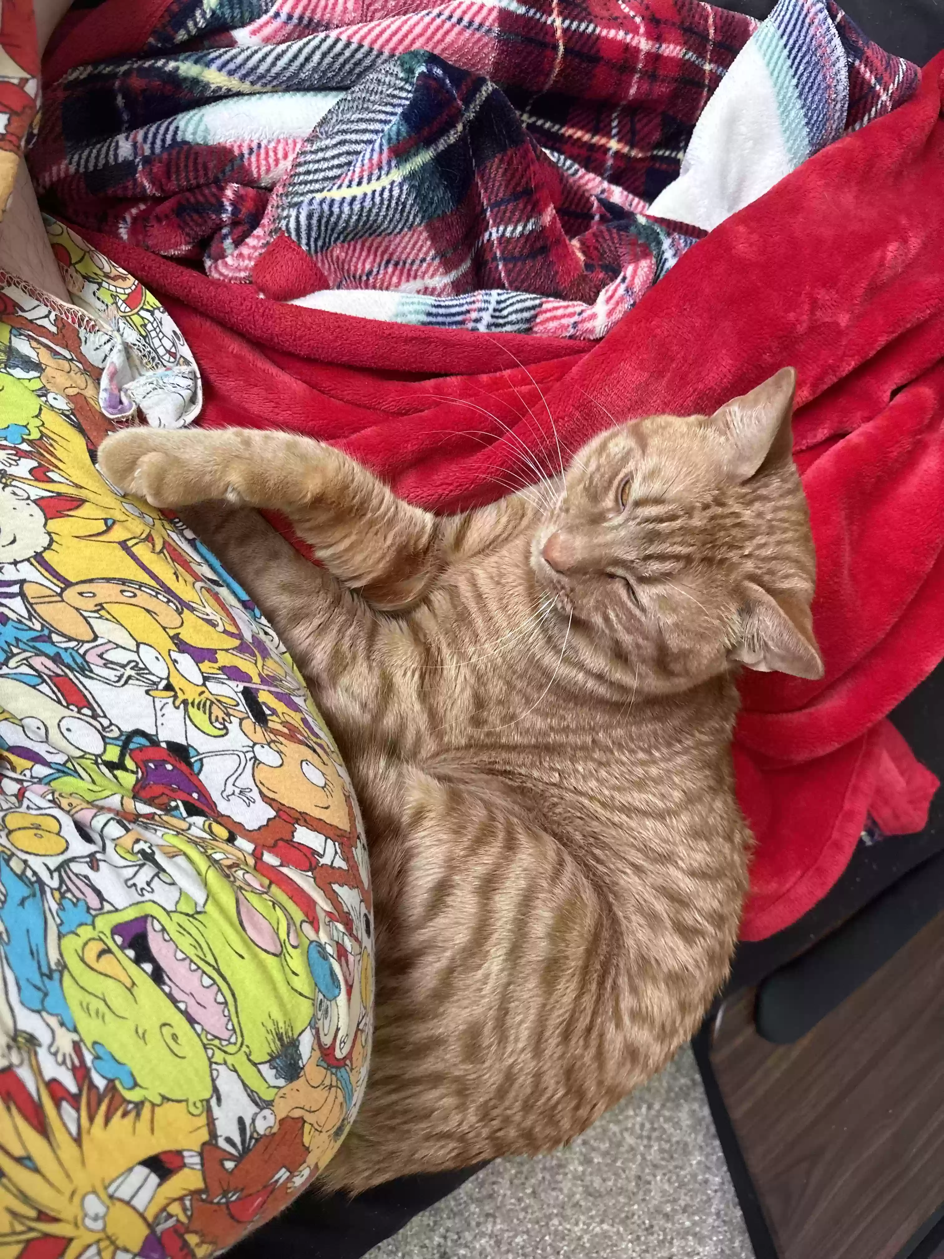 adoptable Cat in Houma,LA named Pablo