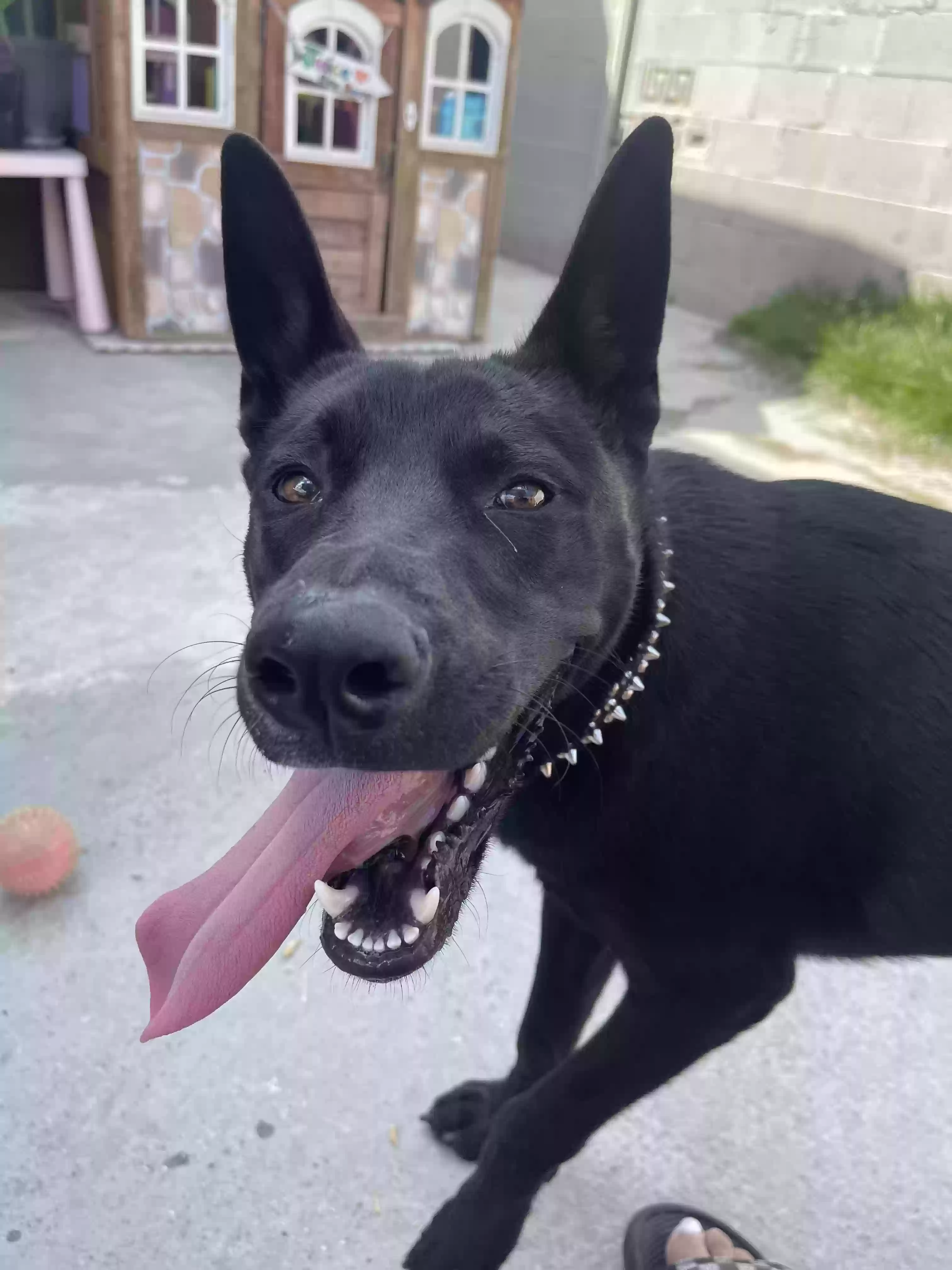 adoptable Dog in Los Angeles,CA named Nala