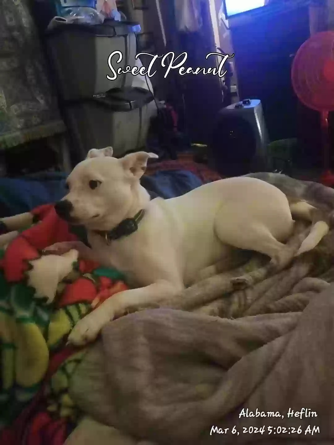 adoptable Dog in Heflin,AL named Peanut