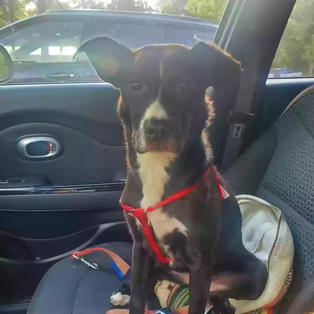 adoptable Dog in Lillington,NC named Onyx