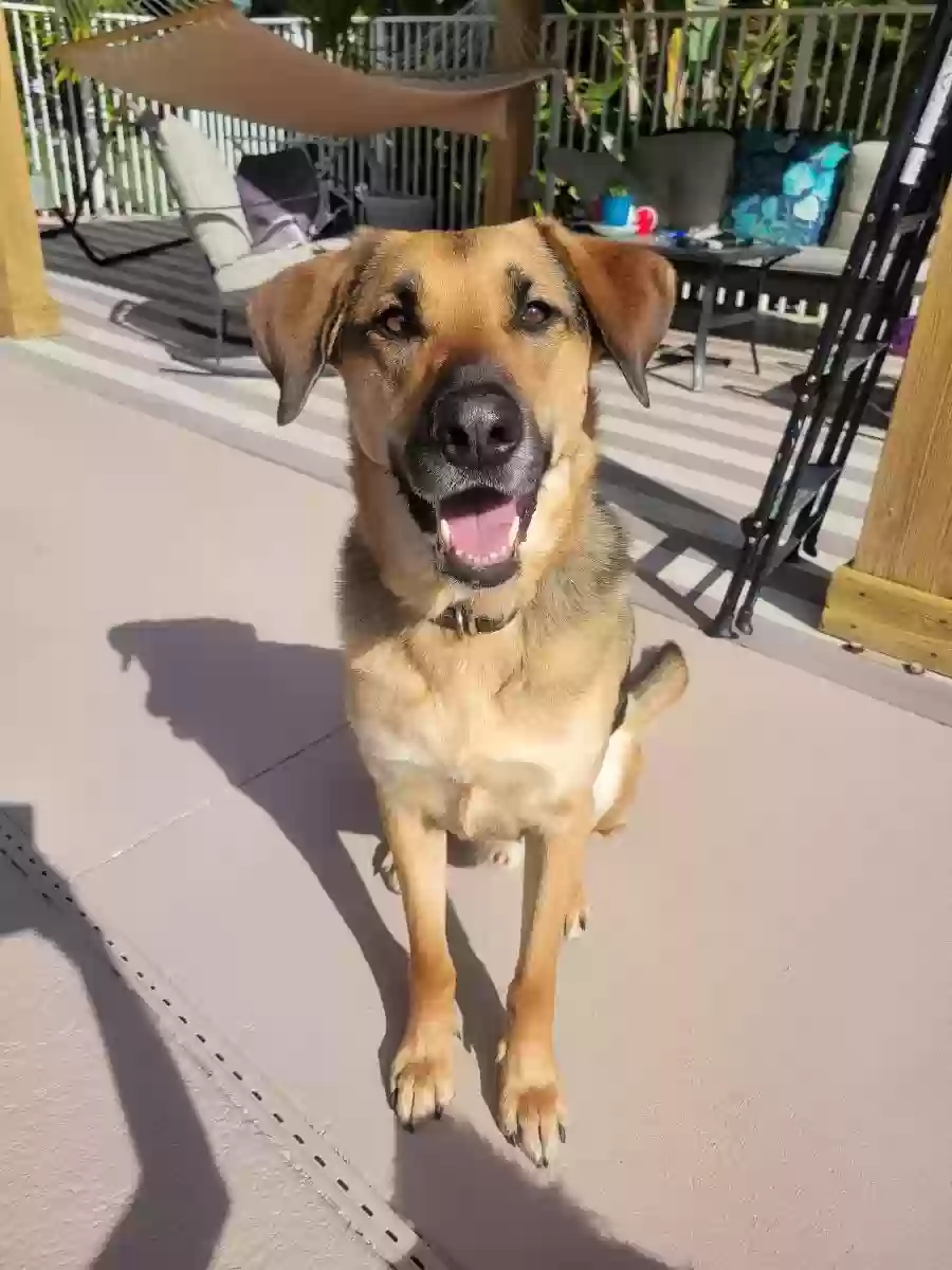 adoptable Dog in Boynton Beach,FL named 
