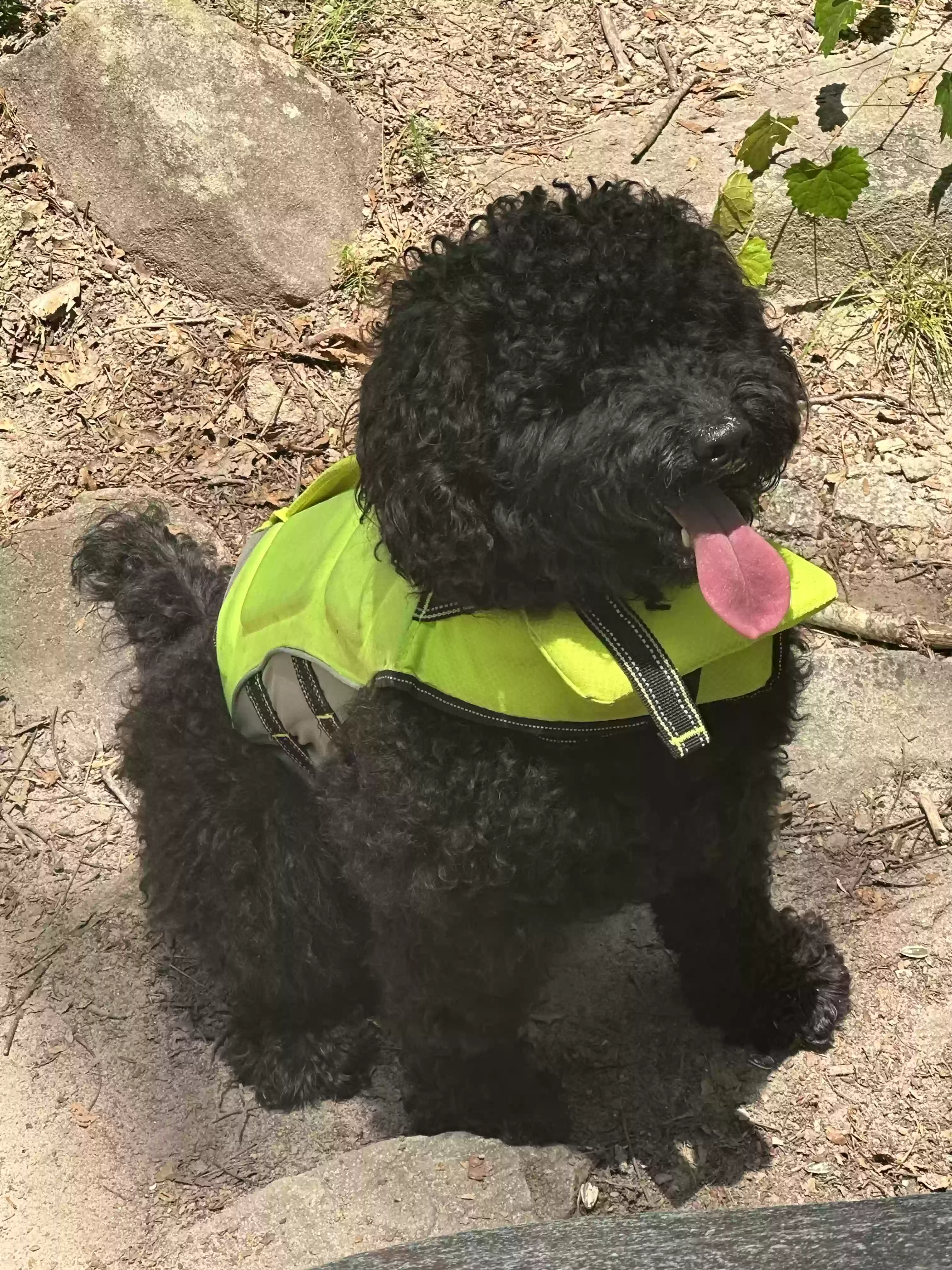 adoptable Dog in Forest Park,GA named Meeko