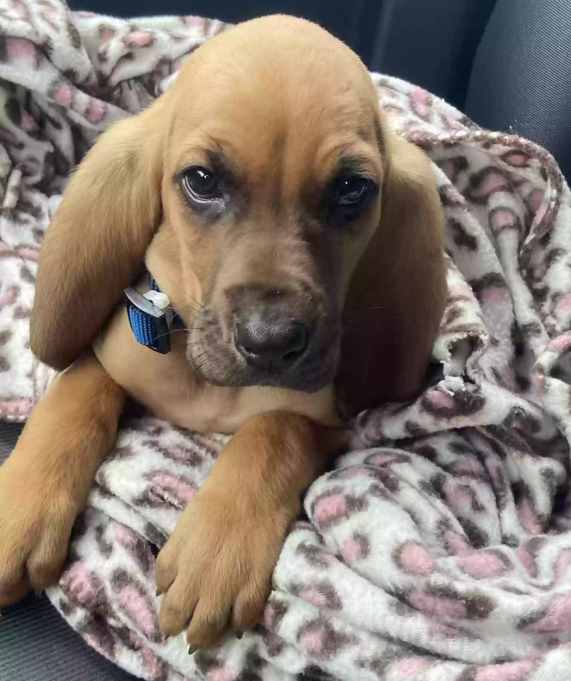 adoptable Dog in Warner Robins,GA named Milo