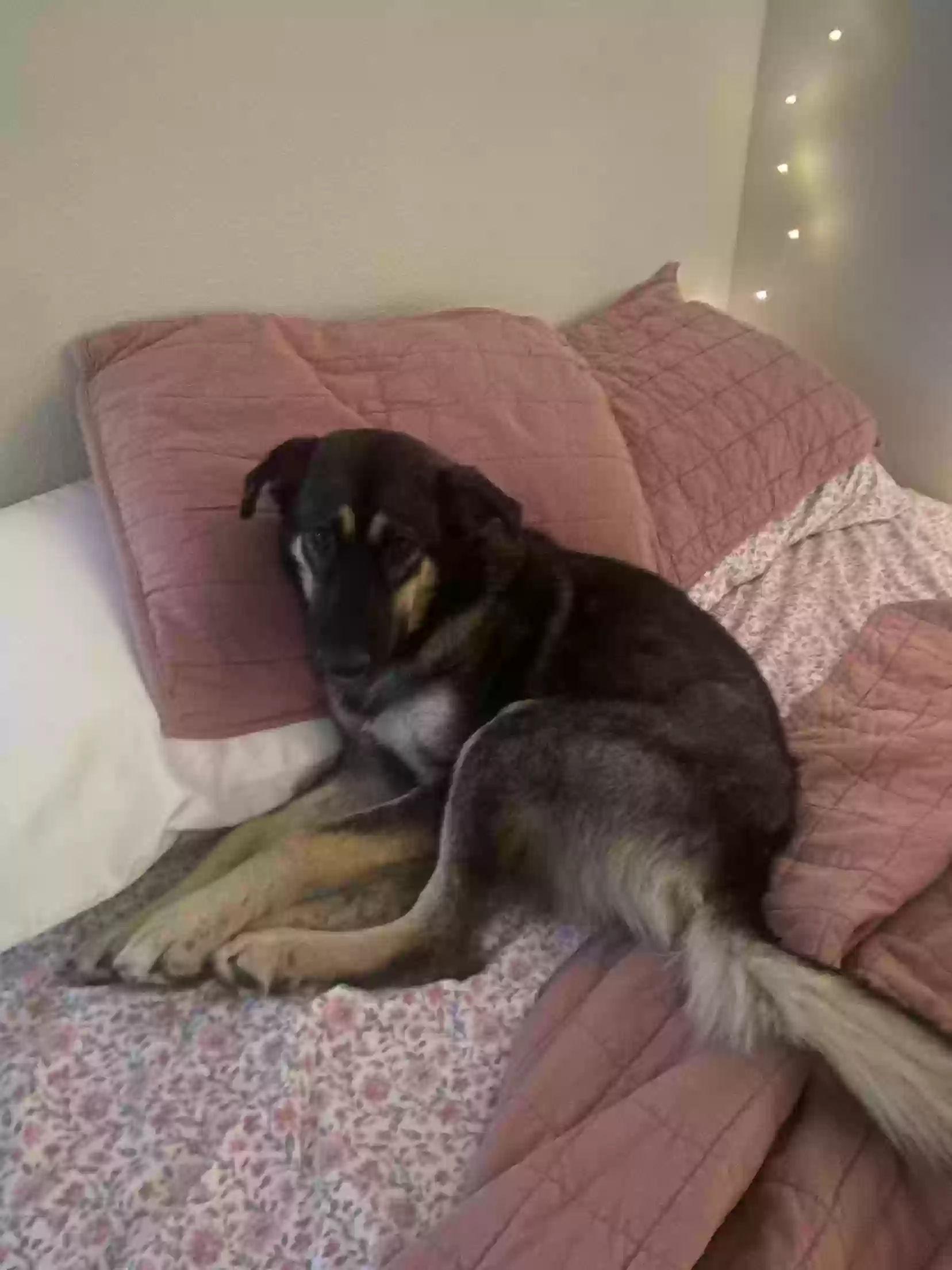 adoptable Dog in Waco,TX named Athena