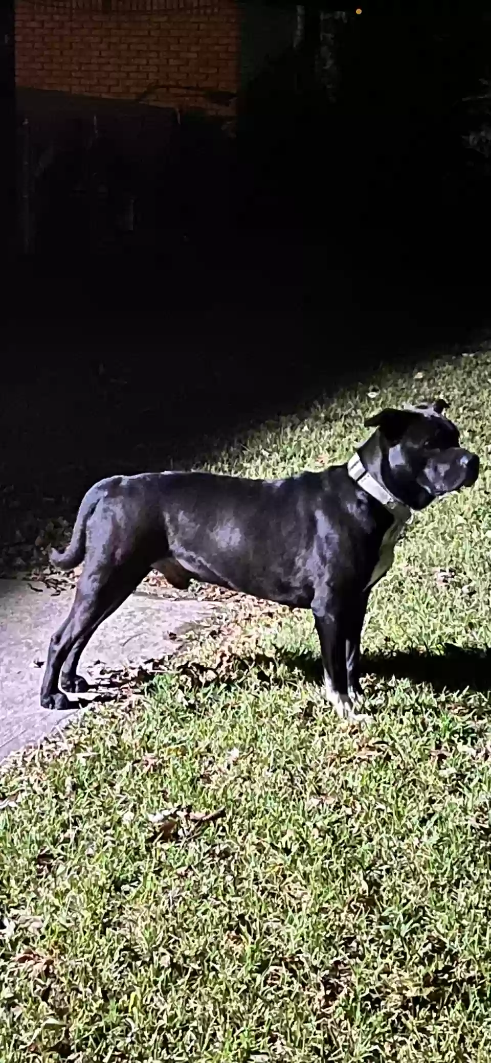 adoptable Dog in Pine Bluff,AR named Aspen