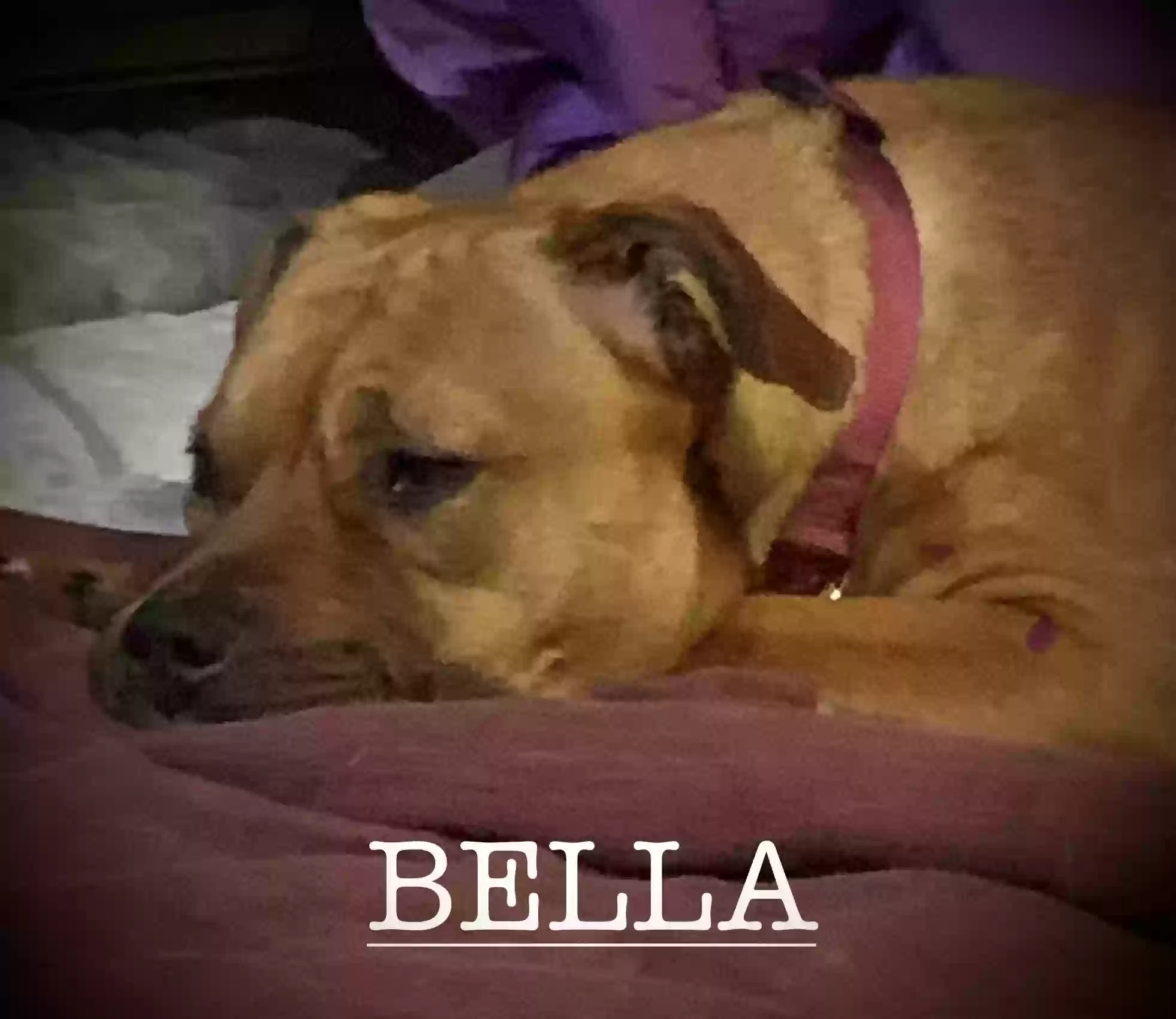 adoptable Dog in Hillsboro,OR named Bella