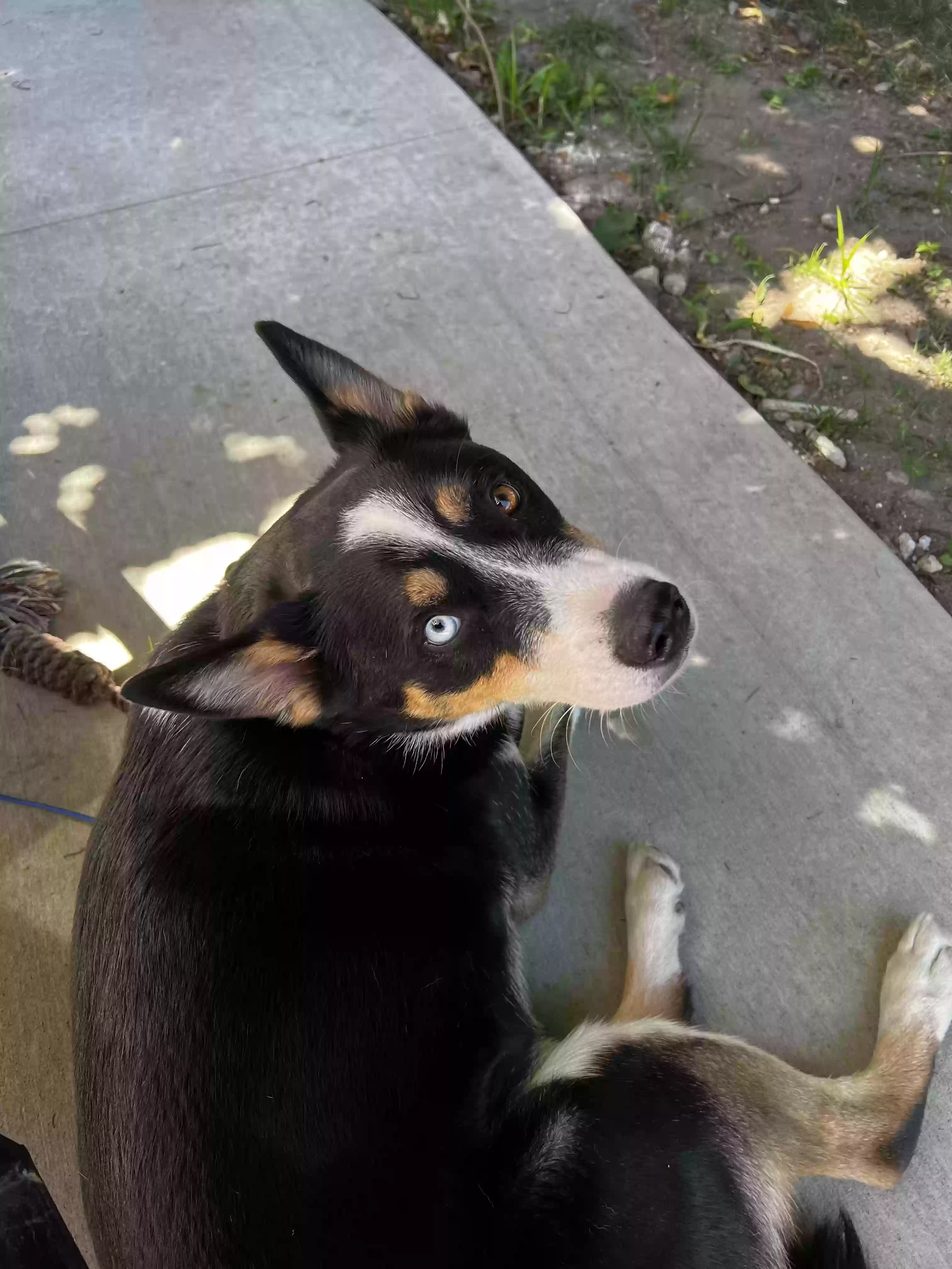 adoptable Dog in Jenison,MI named Bleu