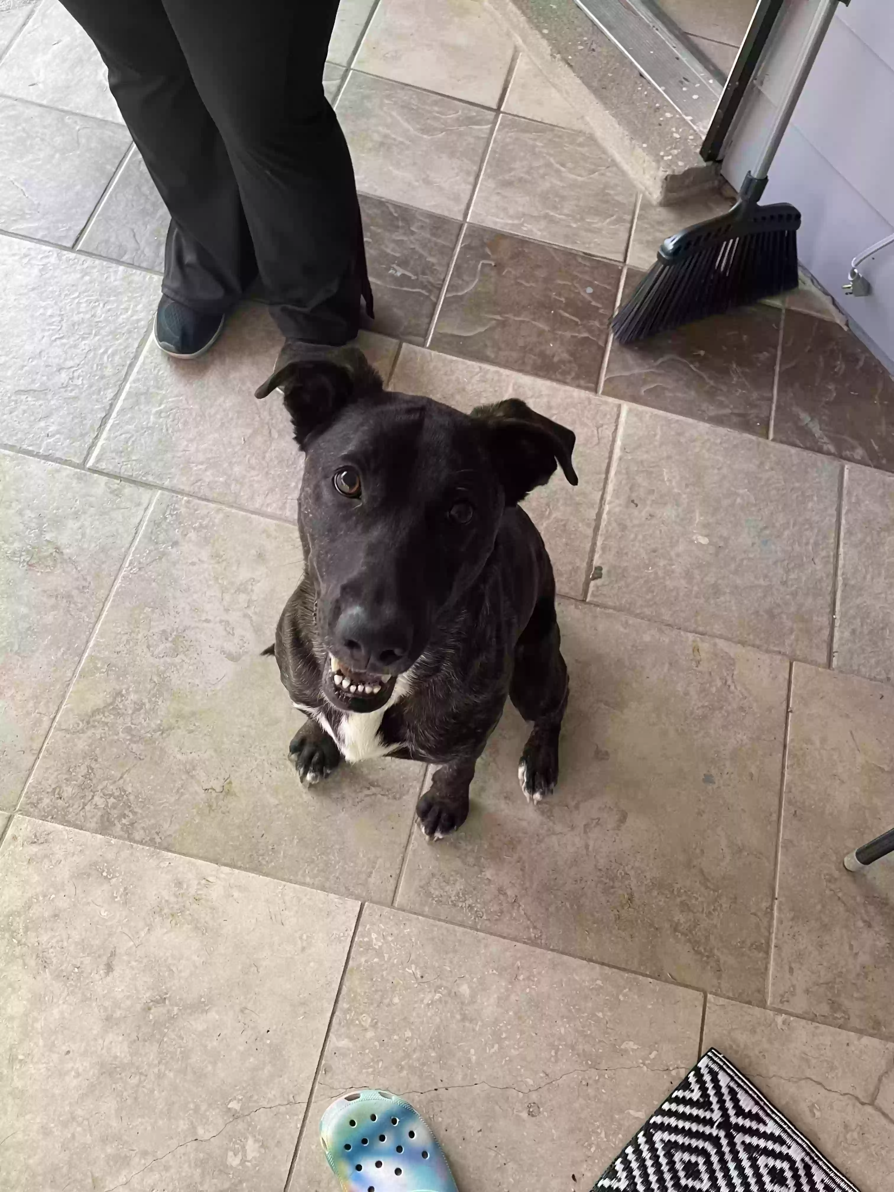 adoptable Dog in Memphis,TN named Novalee