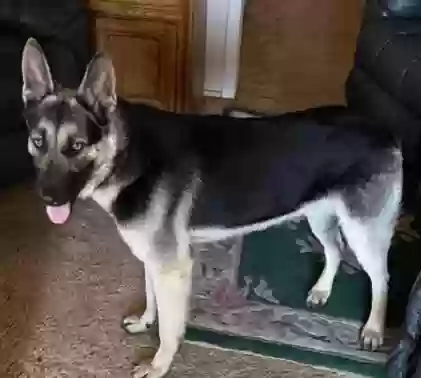 adoptable Dog in Salinas,CA named MAX