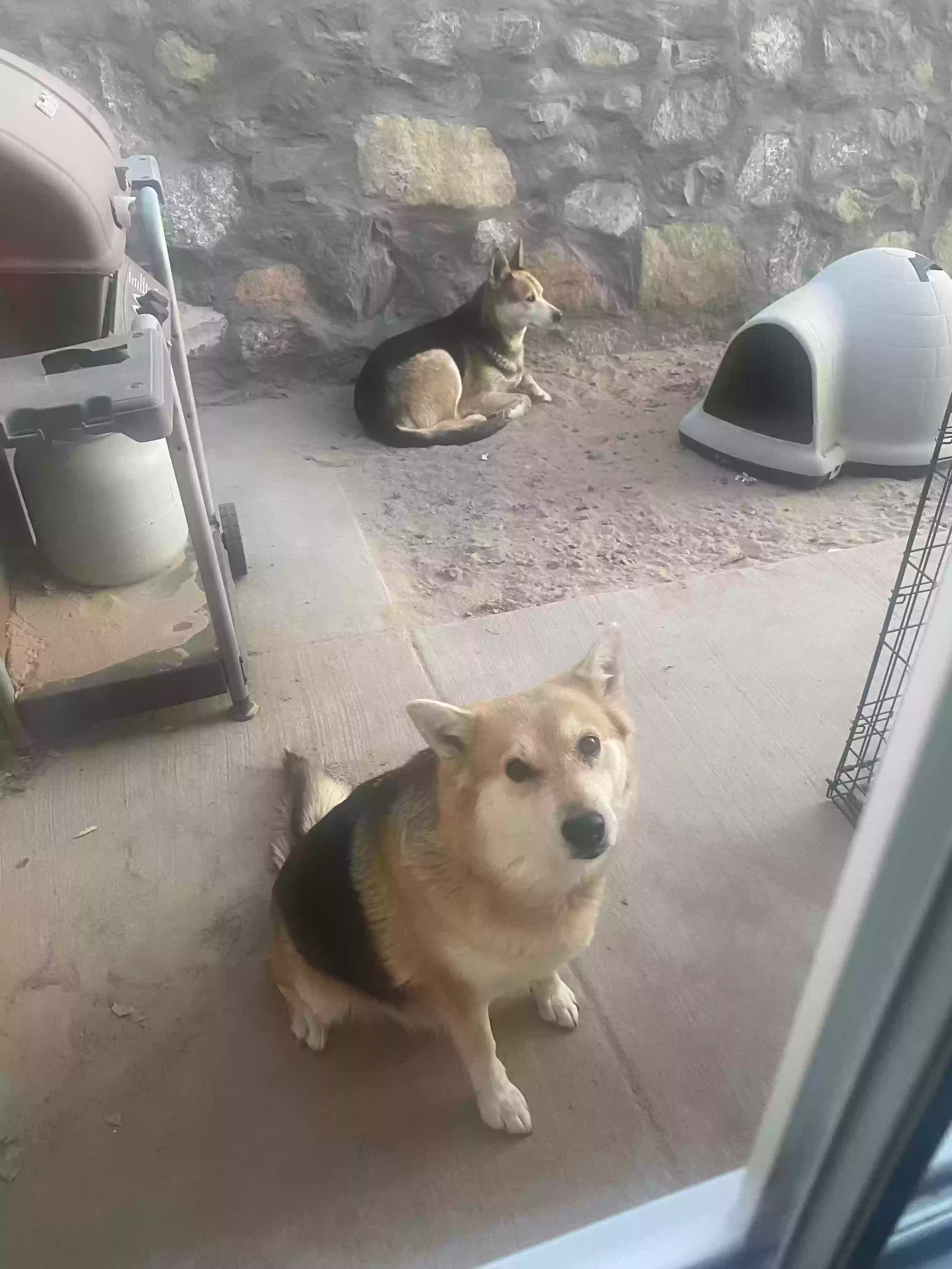 adoptable Dog in El Paso,TX named Bruno