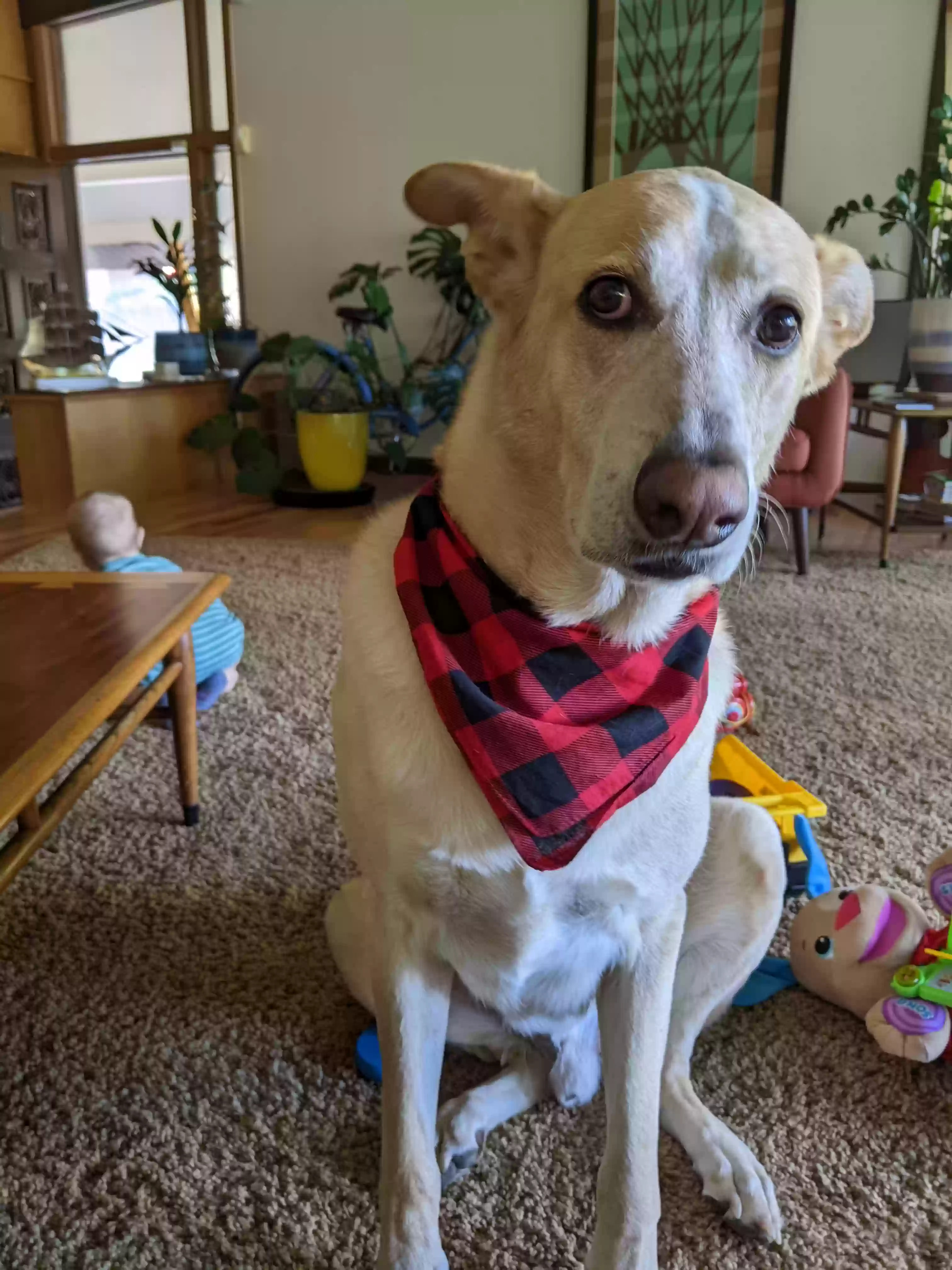adoptable Dog in Denver,CO named Tickle