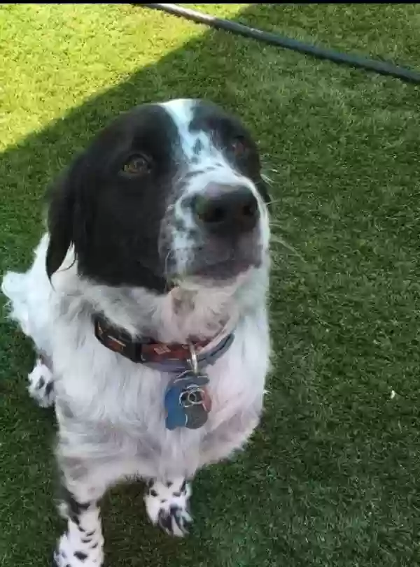 adoptable Dog in Moody,AL named Tramp