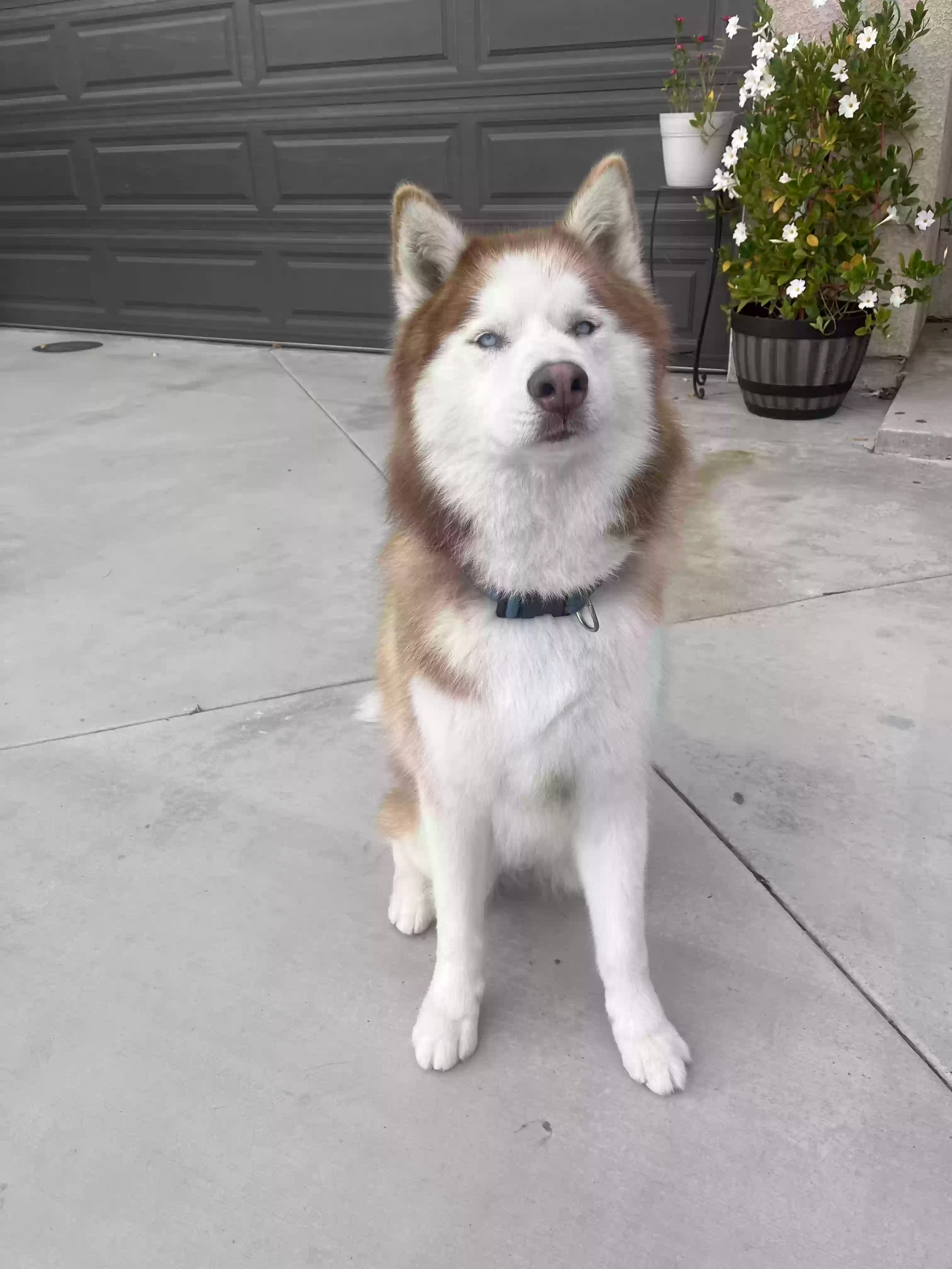 adoptable Dog in Placentia,CA named Yukie