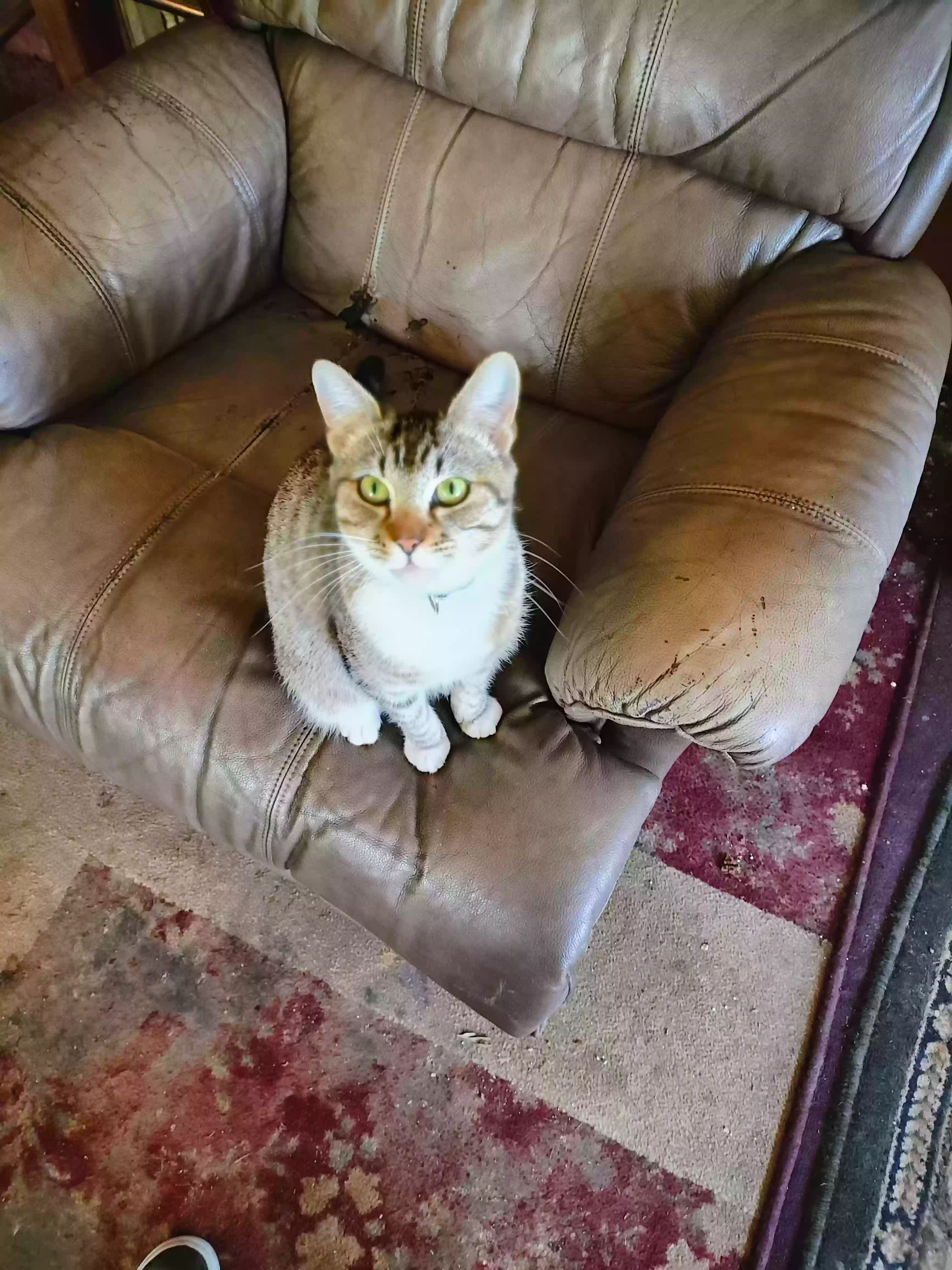 adoptable Cat in Fresno,CA named Doja