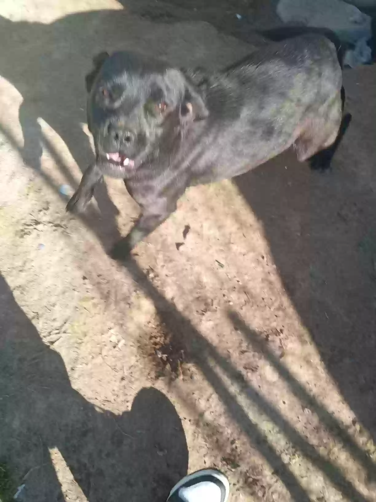adoptable Dog in Poplar Bluff,MO named Underbite
