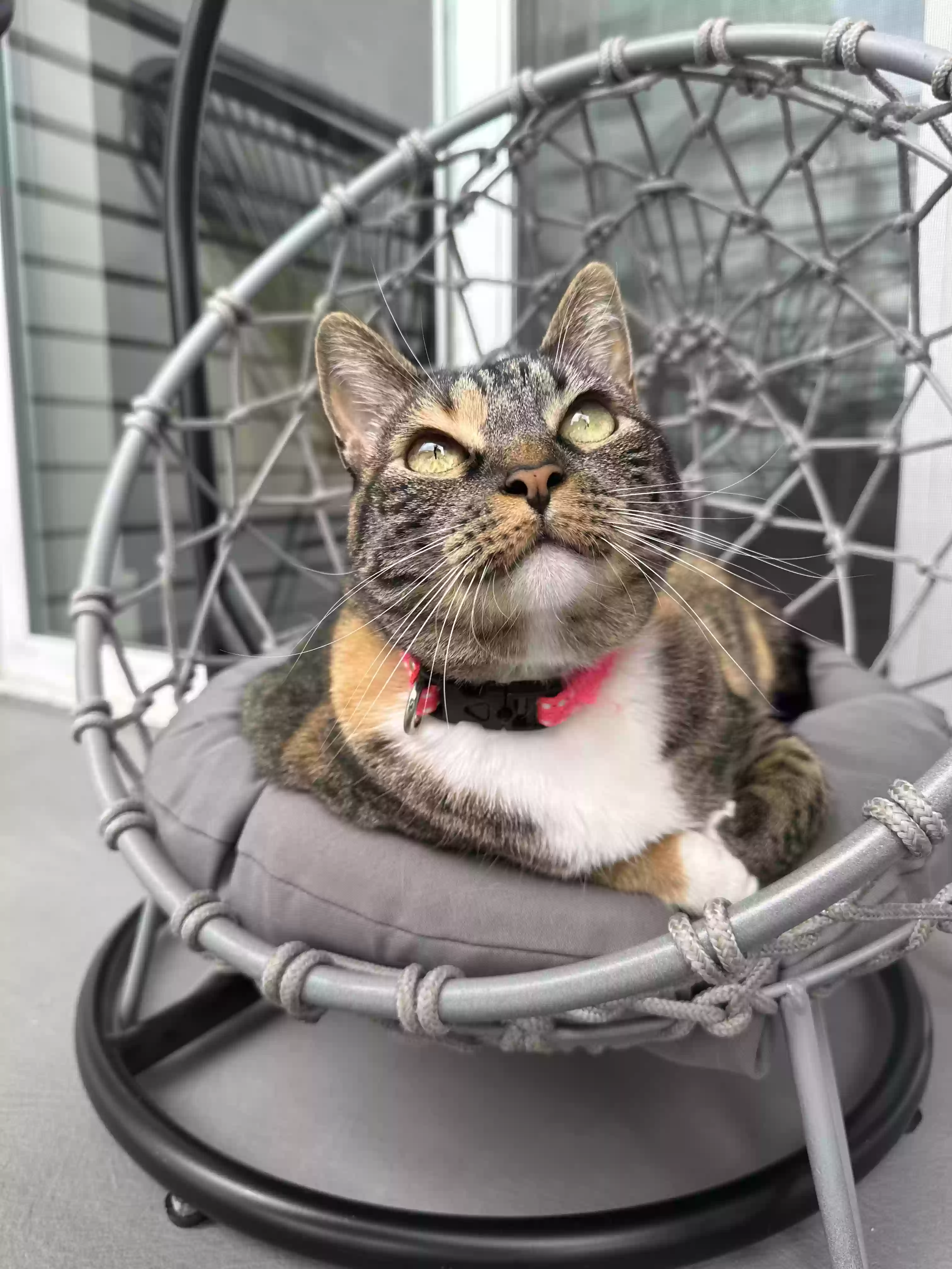 adoptable Cat in North Hollywood,CA named Bebito
