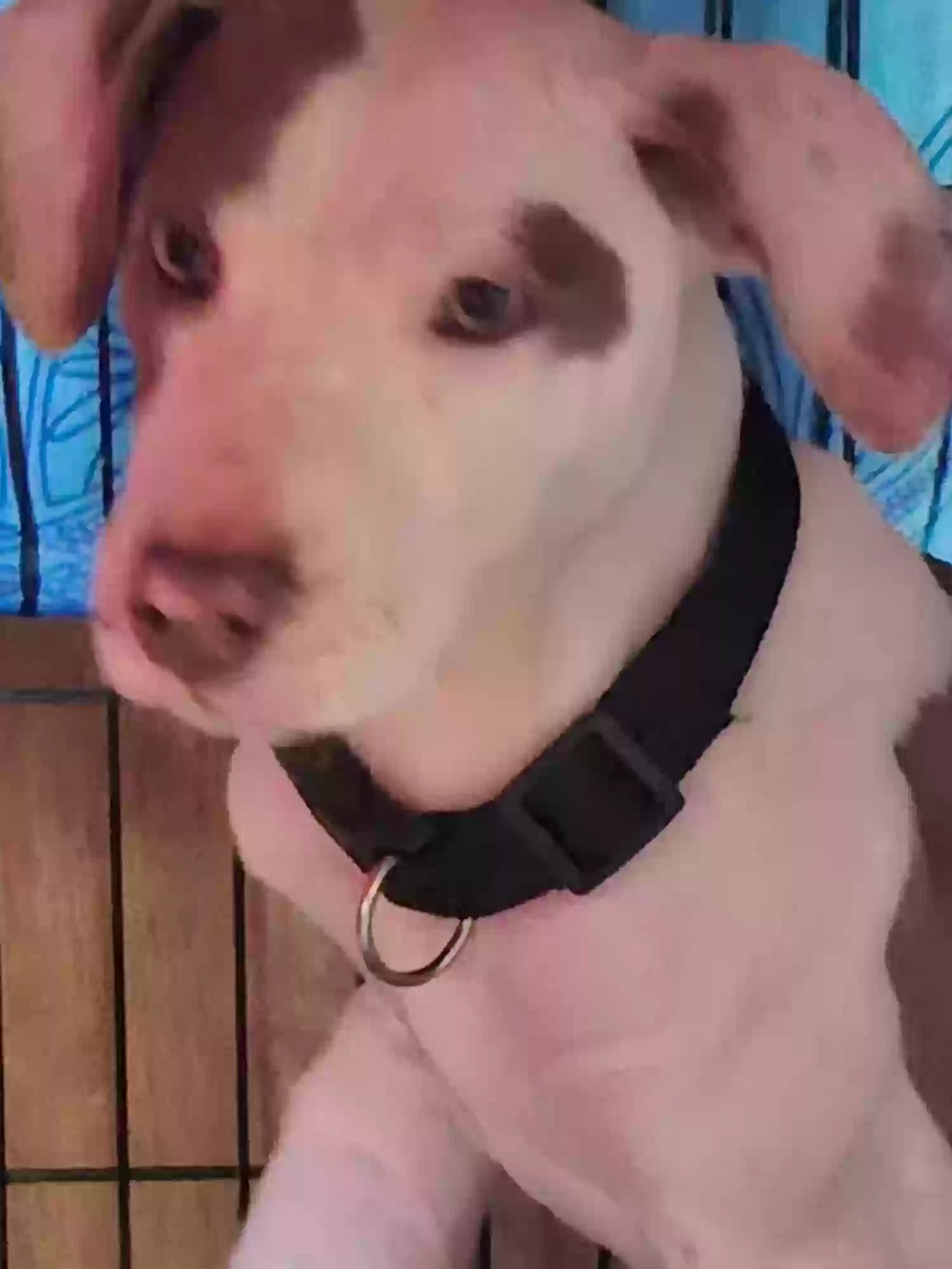 adoptable Dog in Denton,NC named Buddy