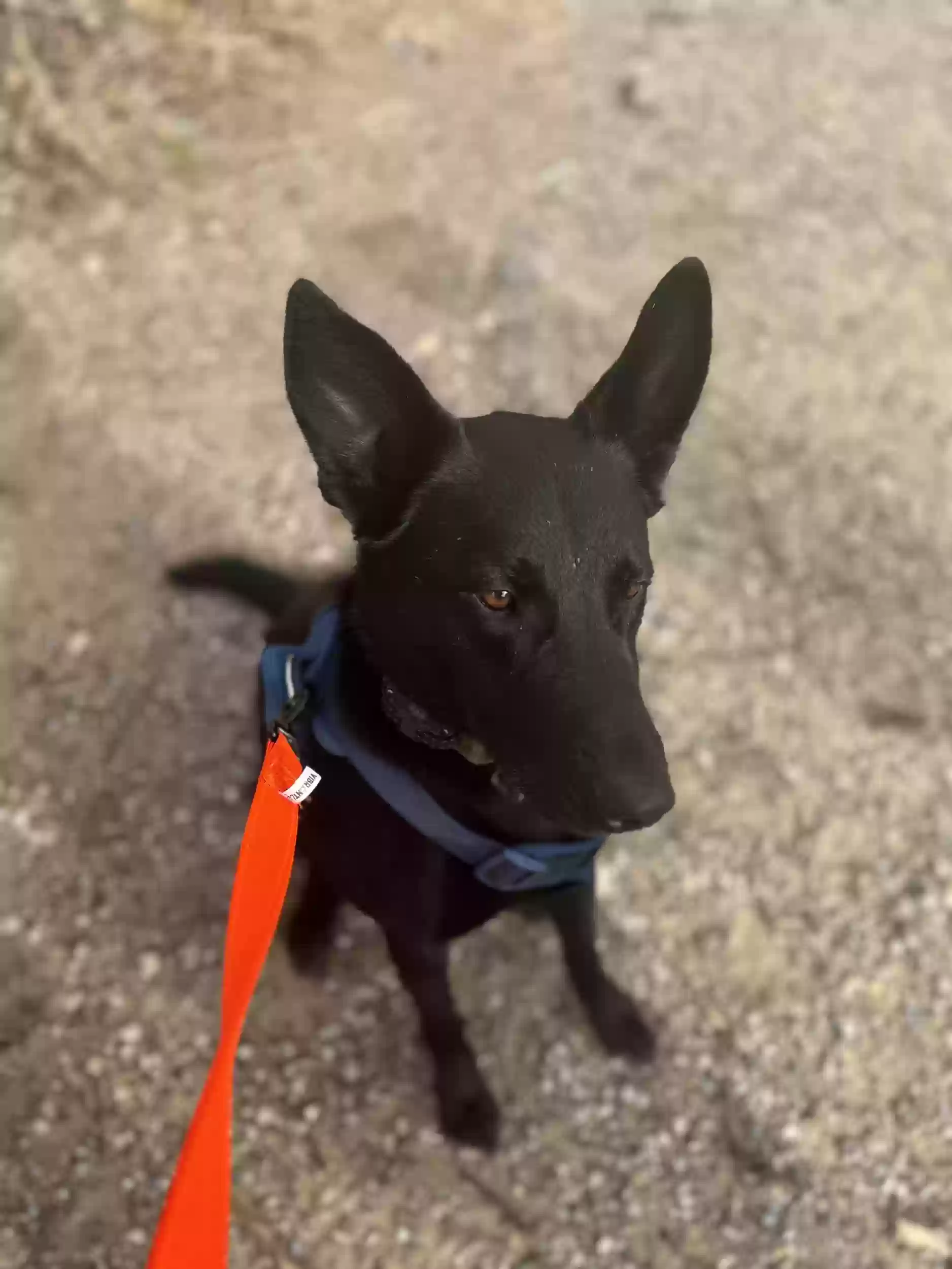 adoptable Dog in Fort Worth,TX named LOKI