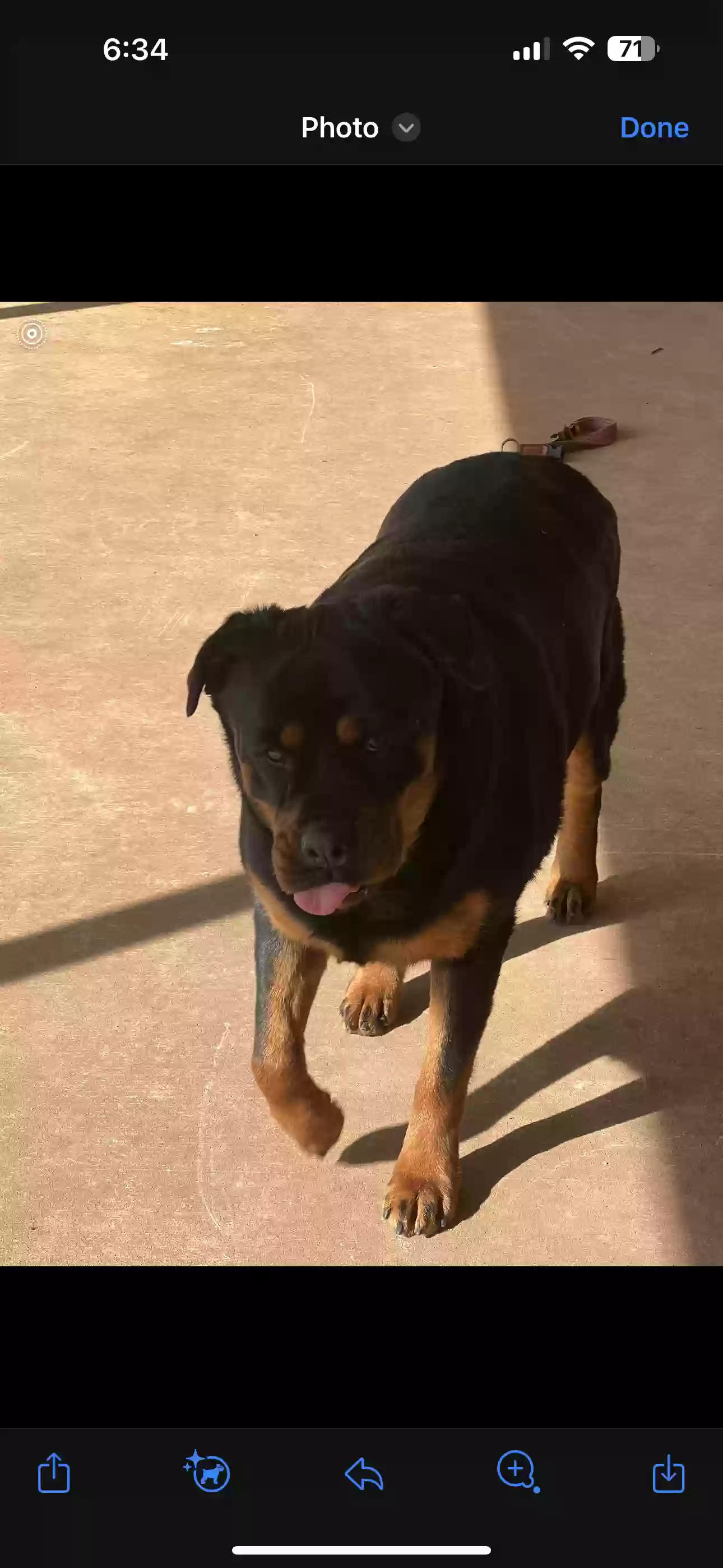 adoptable Dog in Keller,TX named Roxy