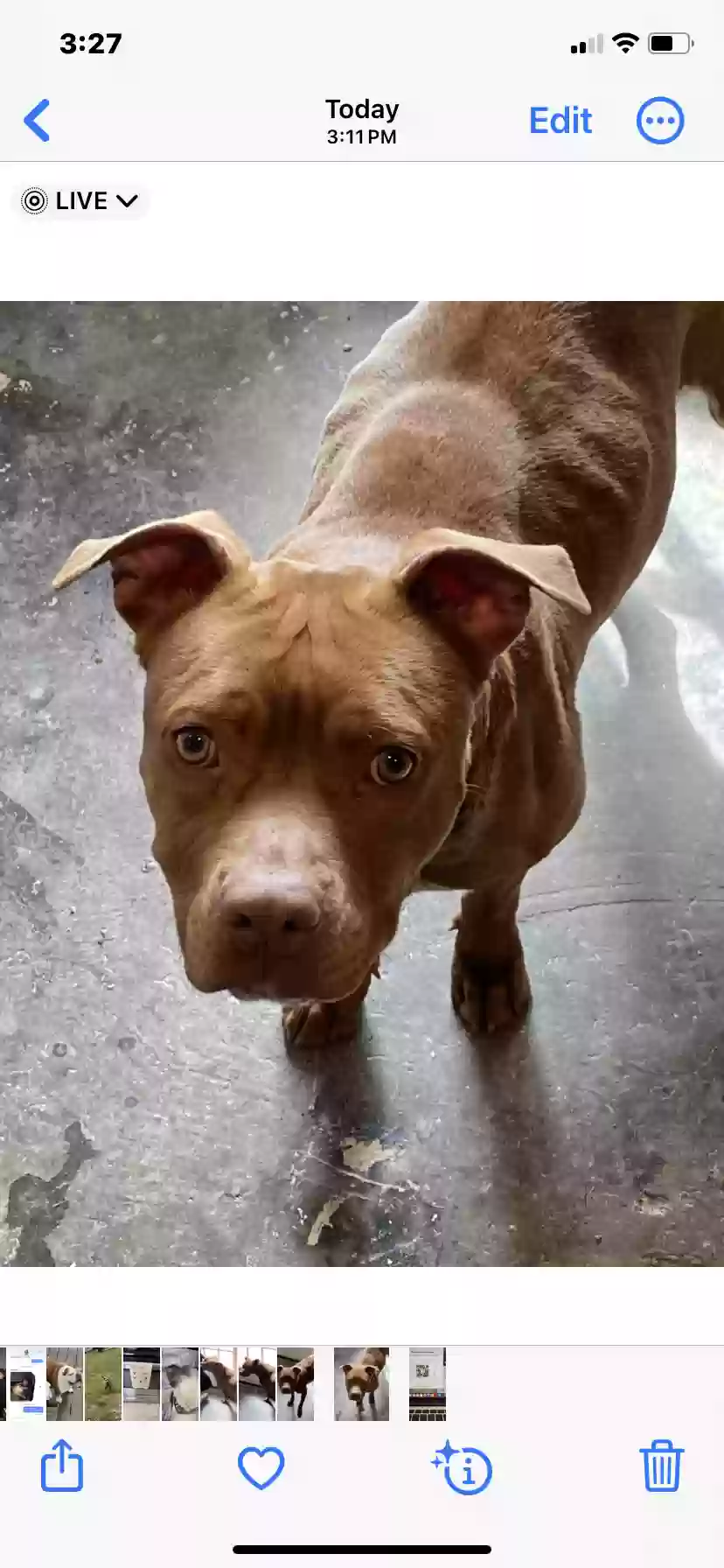 adoptable Dog in Talladega,AL named 