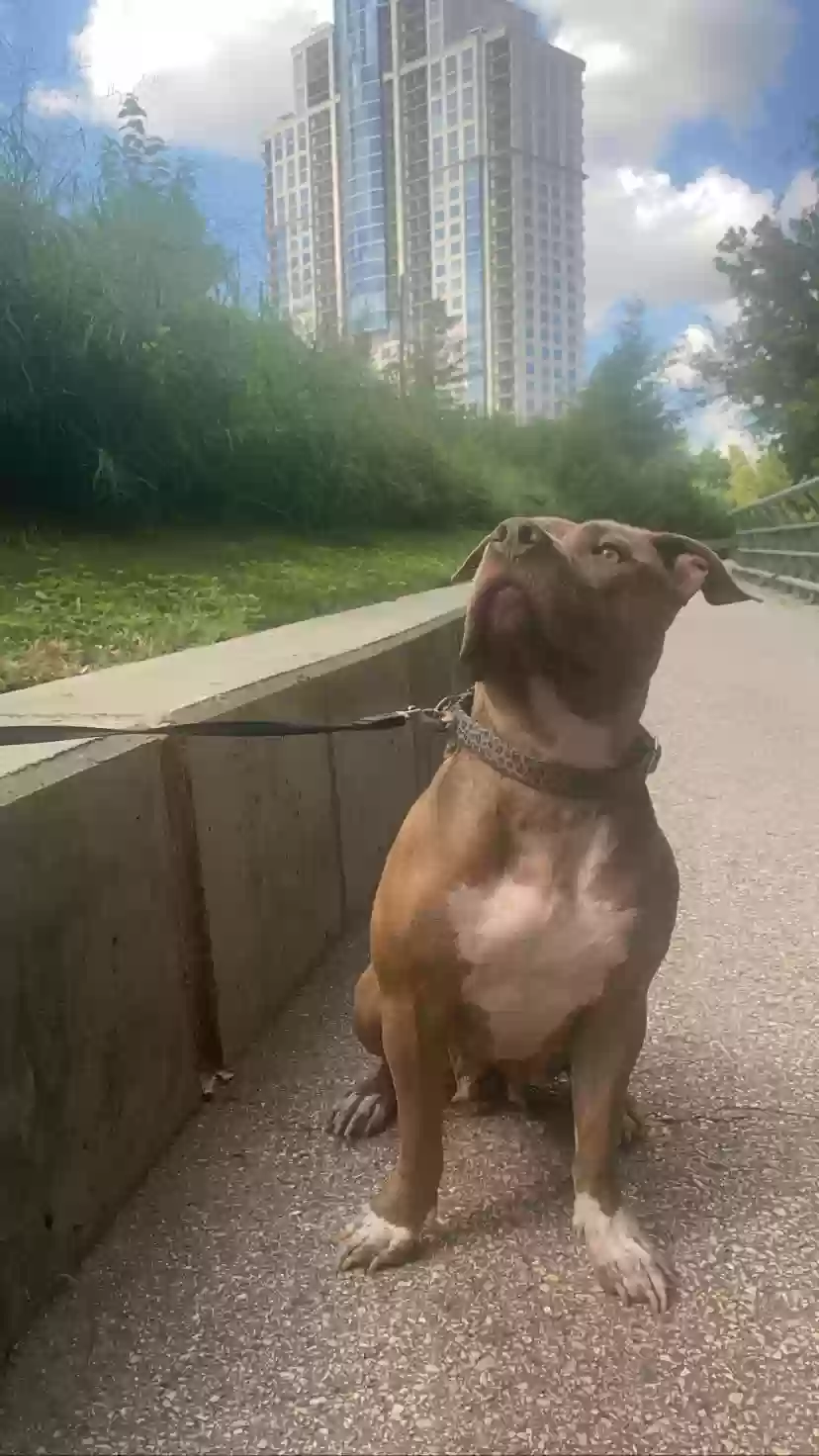 adoptable Dog in Houston,TX named Mulan