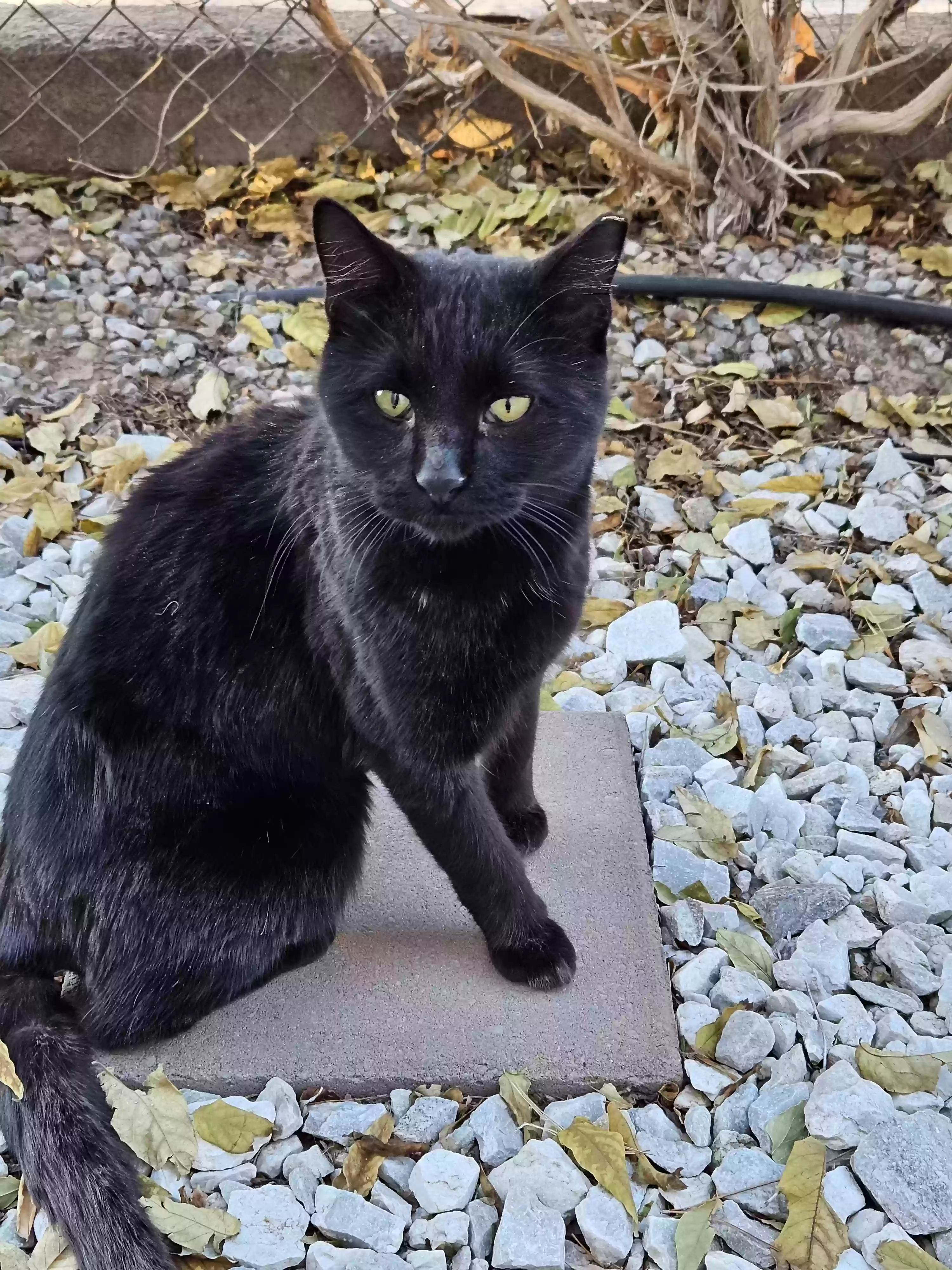 adoptable Cat in Albuquerque,NM named Amigo