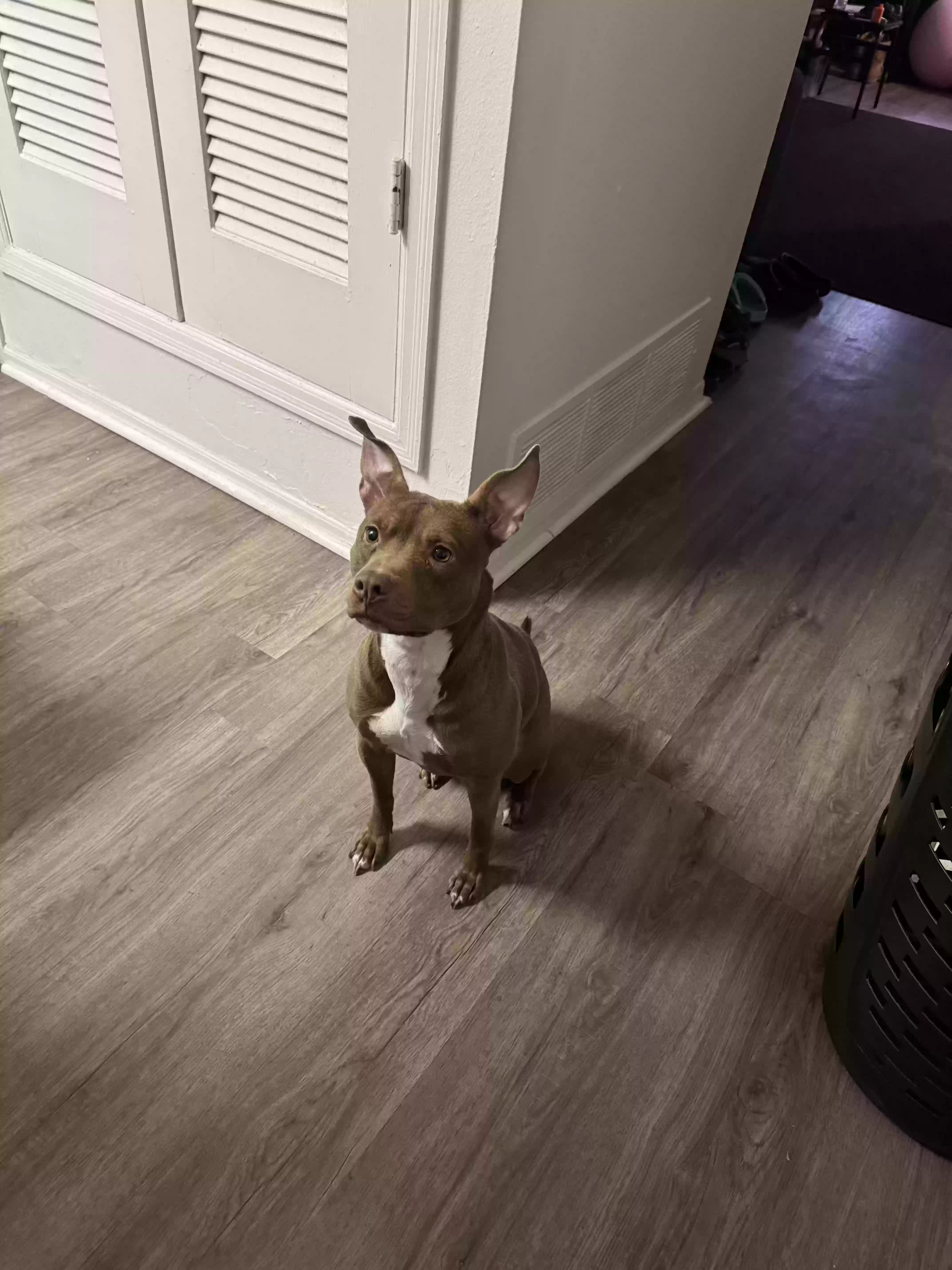 adoptable Dog in El Paso,TX named cinnamon