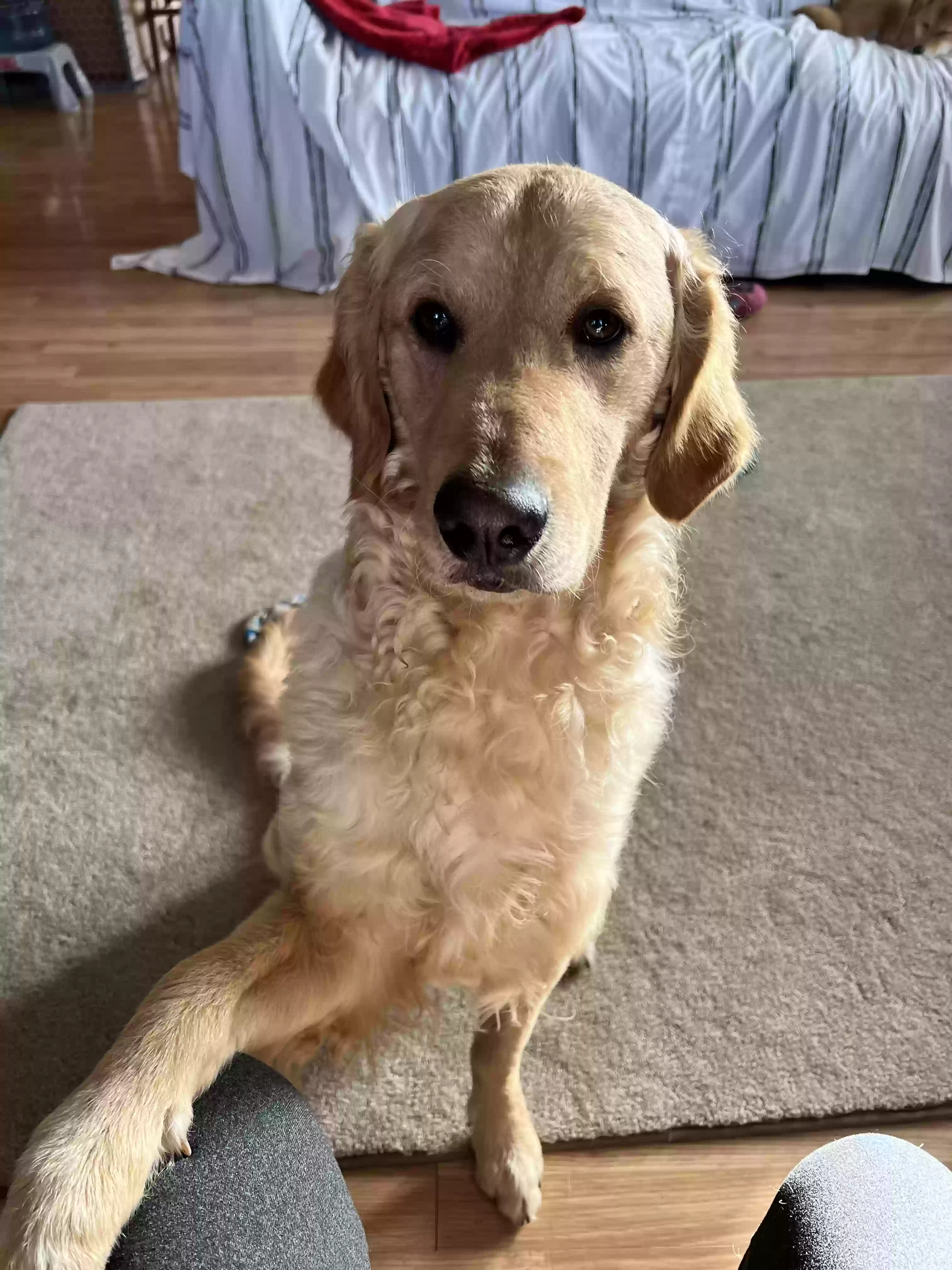 adoptable Dog in Yakima,WA named West