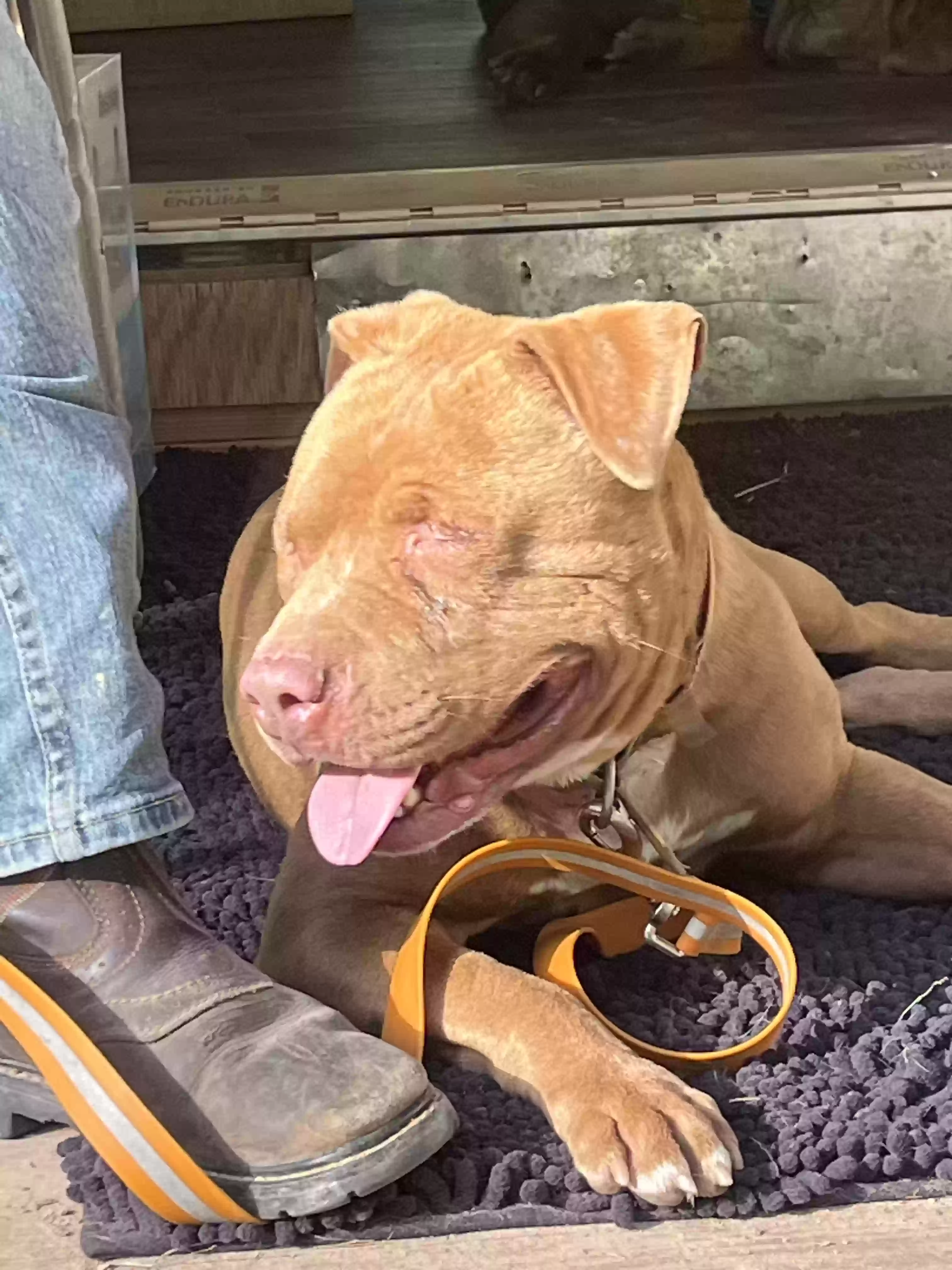 adoptable Dog in Navasota,TX named 