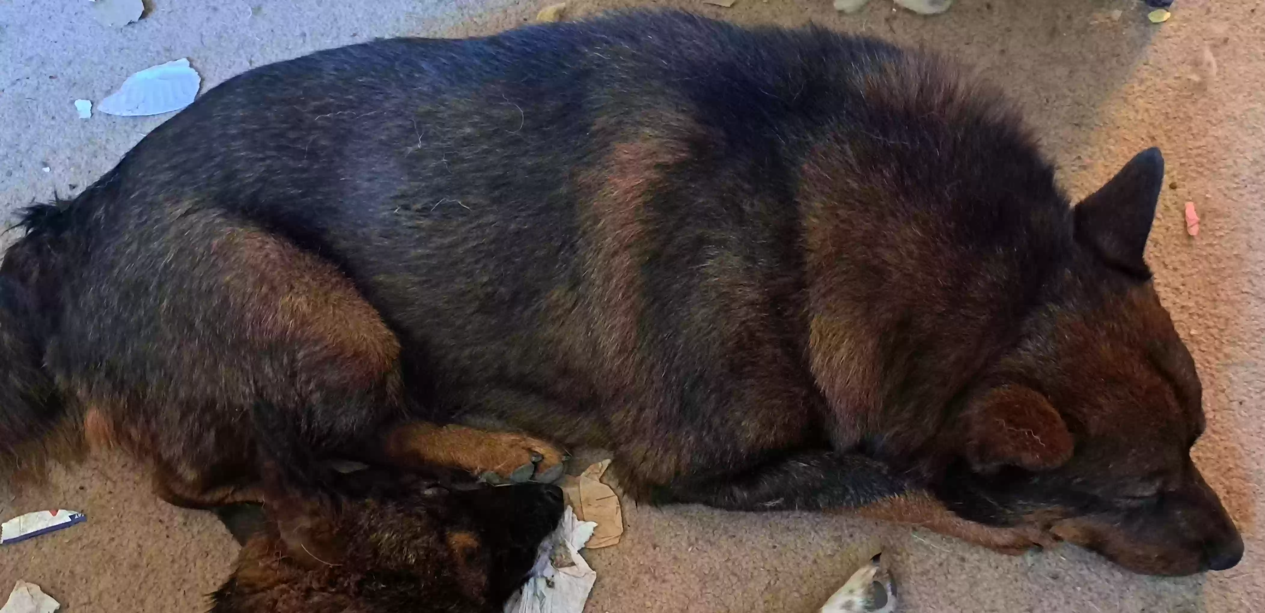 adoptable Dog in Kennewick,WA named Big Red