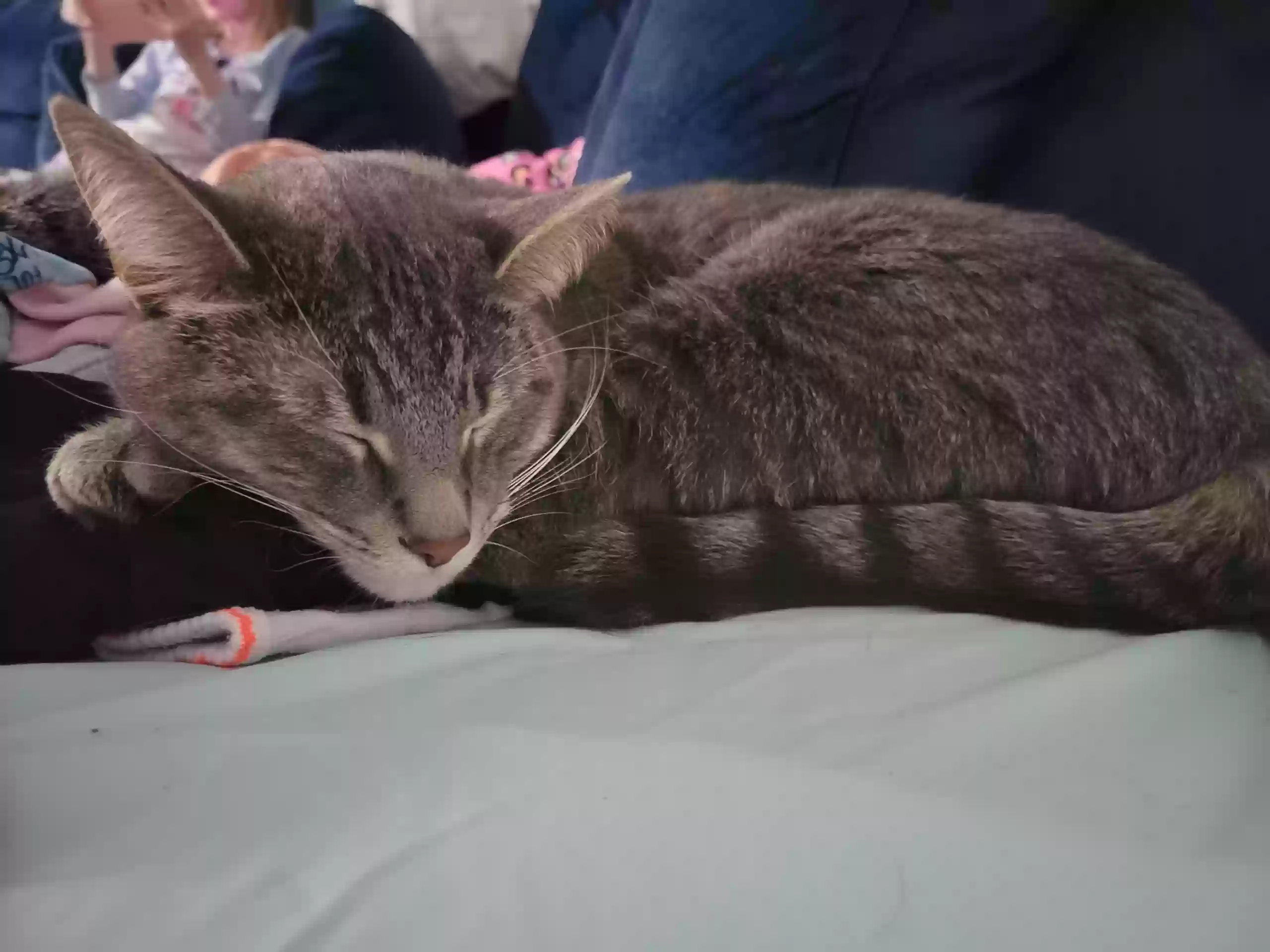 adoptable Cat in Utica,MI named Stripey