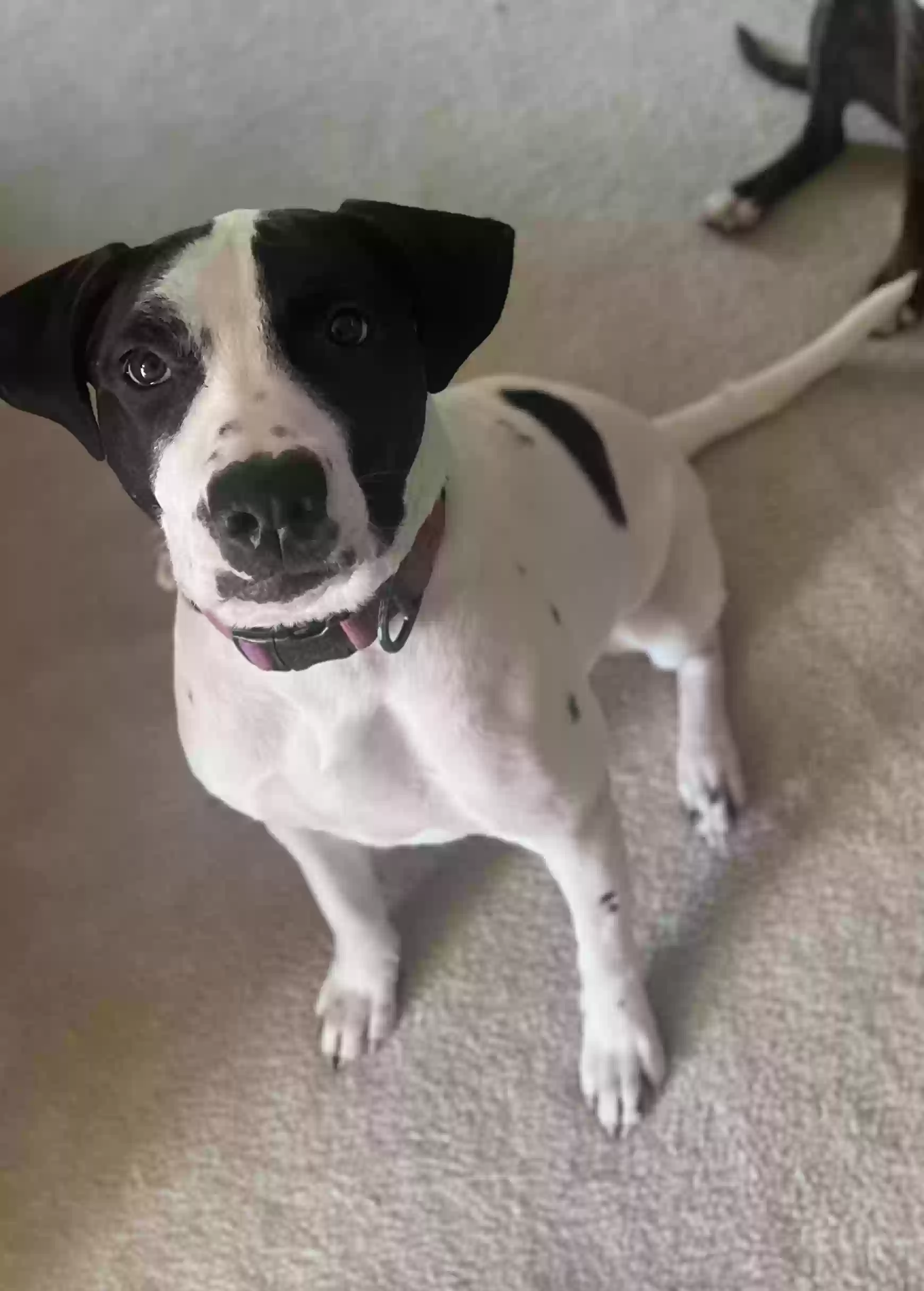 adoptable Dog in Fredericksburg,VA named Rosalie