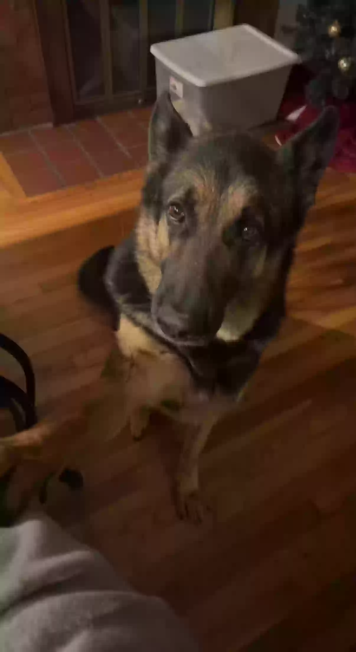 adoptable Dog in Woburn,MA named Amistoso (Ami)
