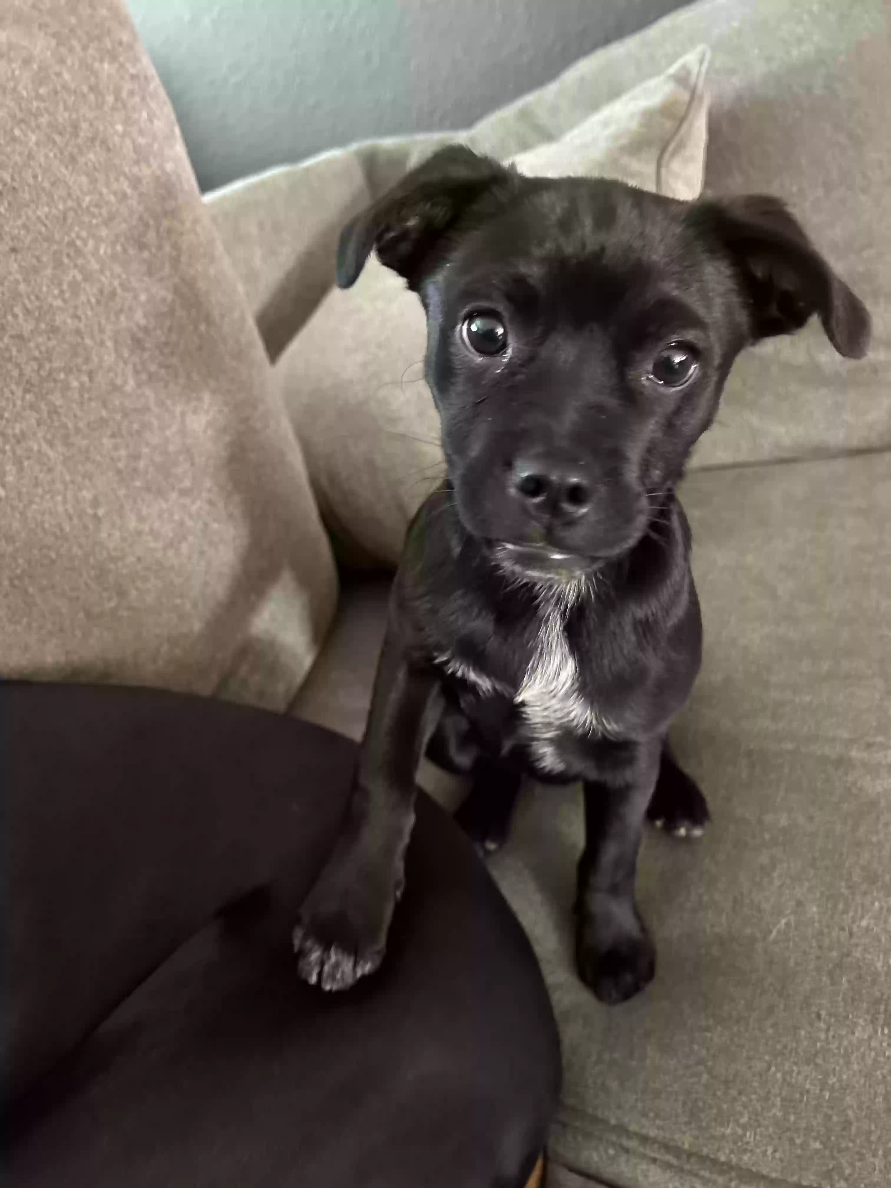 adoptable Dog in Glendale,AZ named Fern