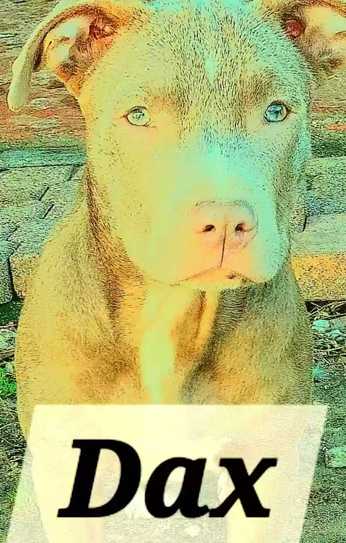 adoptable Dog in Orange,TX named Dax