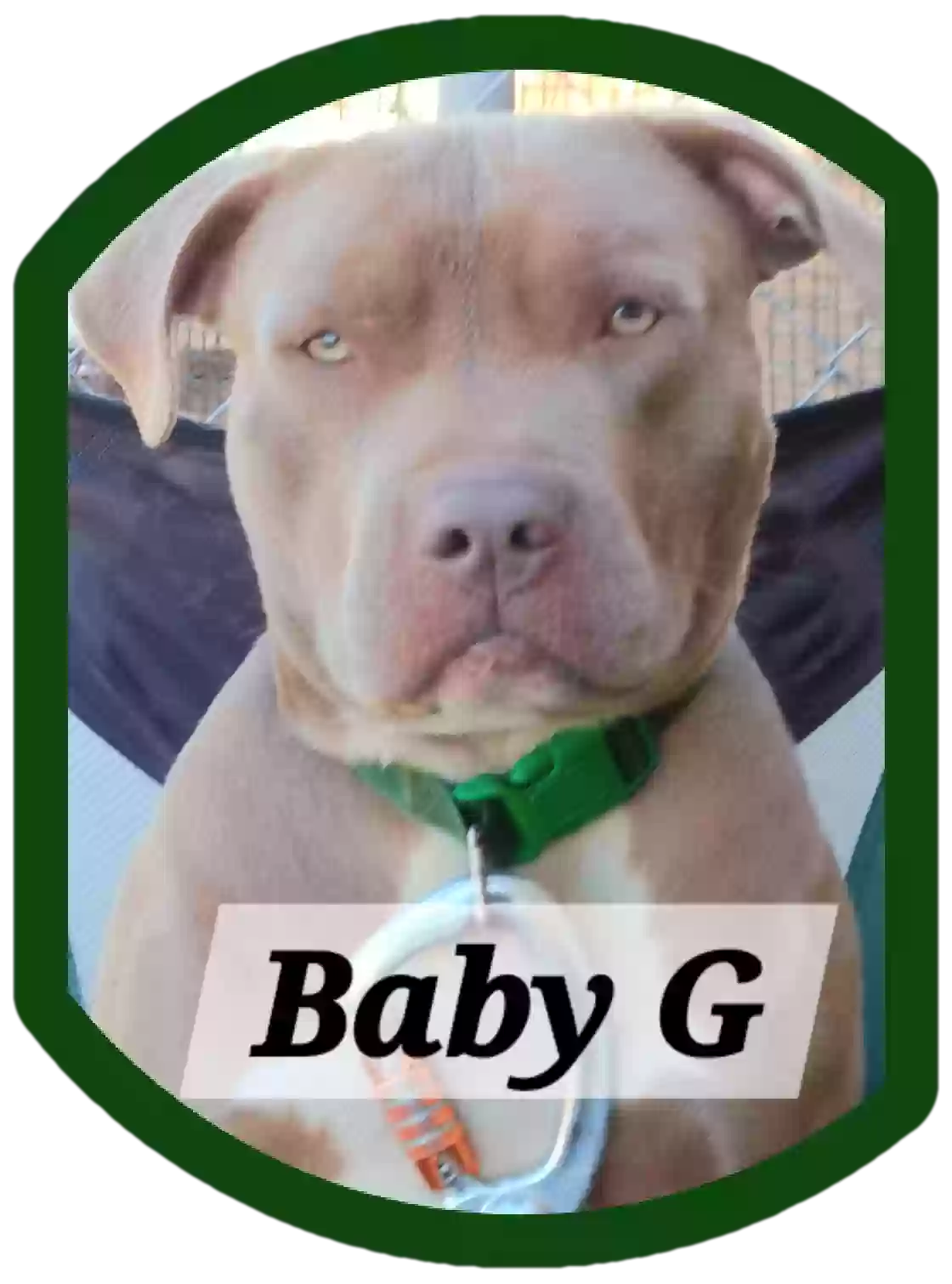 adoptable Dog in Orange,TX named Baby G