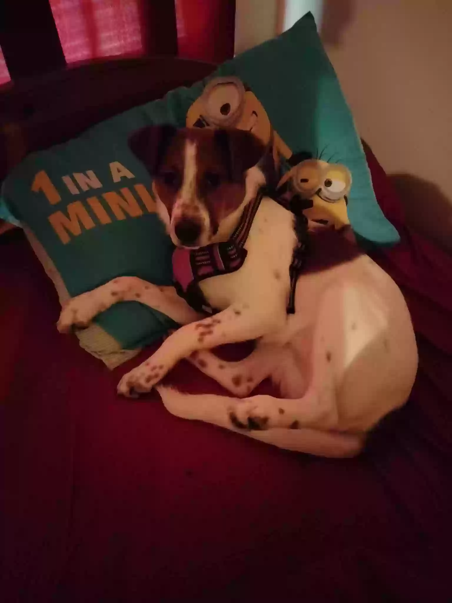 adoptable Dog in Memphis,TN named Daisy May