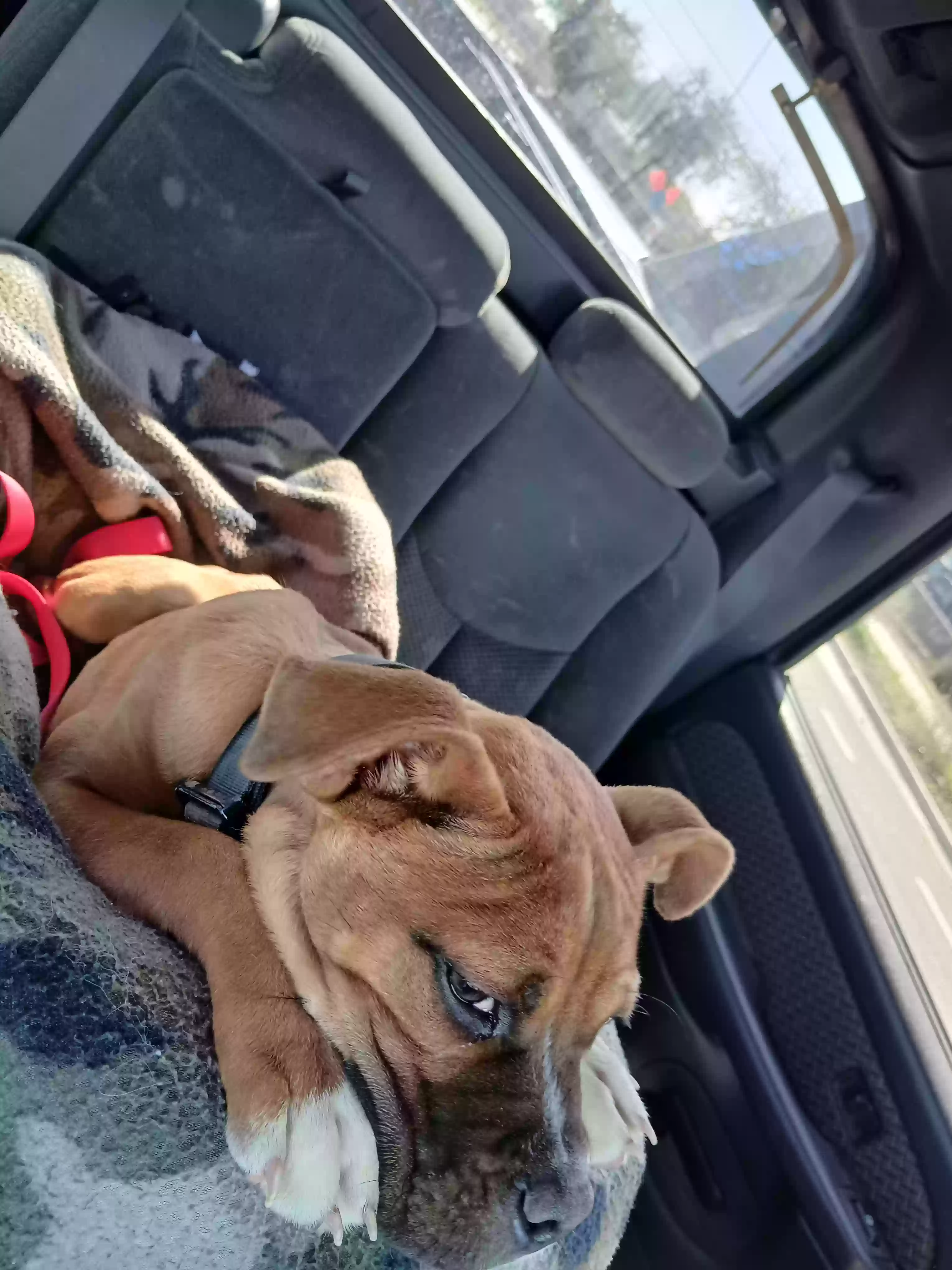 adoptable Dog in Glendale,AZ named Aayla