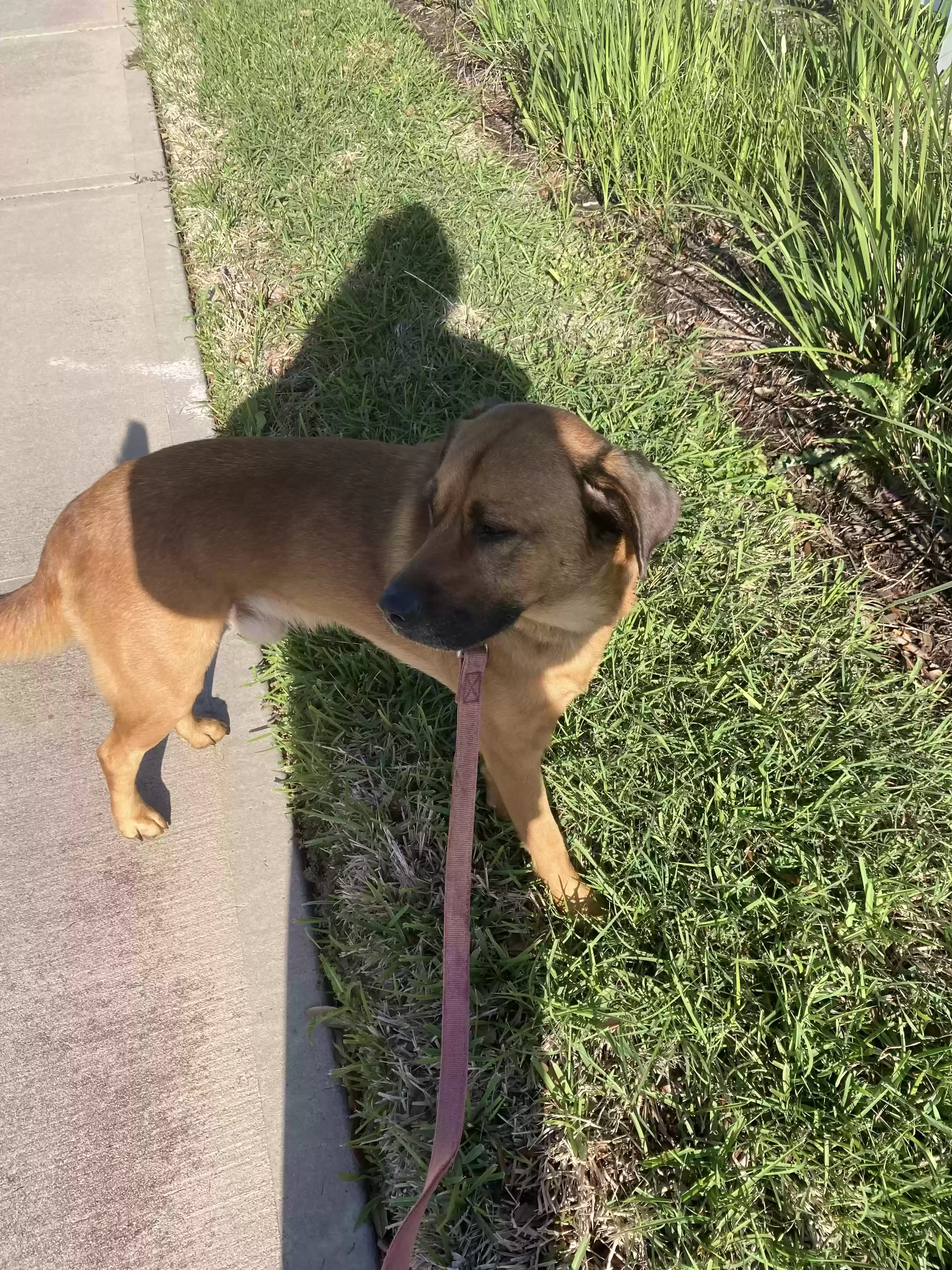 adoptable Dog in Katy,TX named Bo