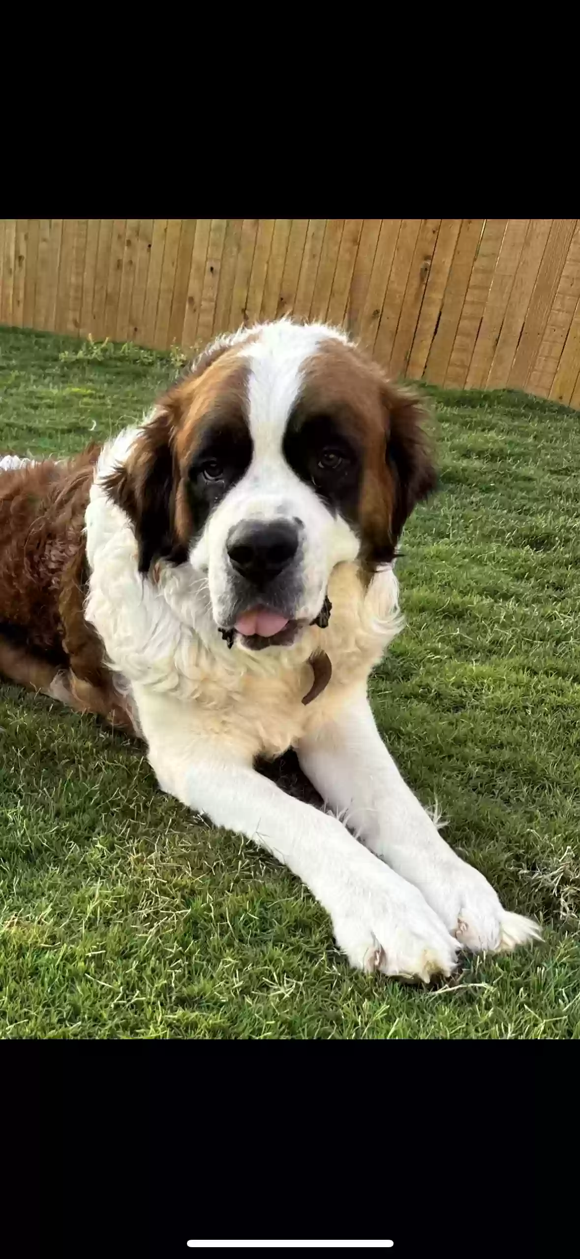 adoptable Dog in San Antonio,TX named Hercules