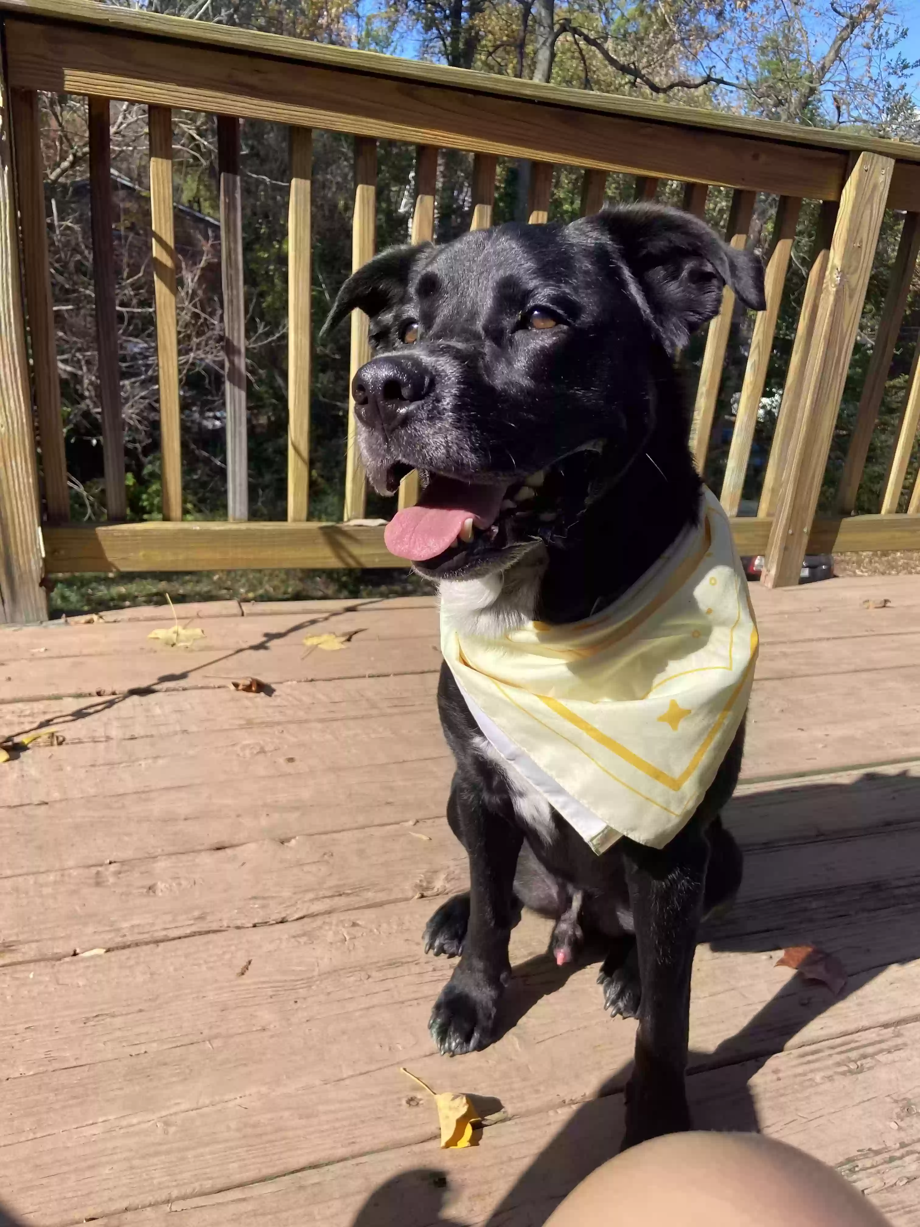 adoptable Dog in Atlanta,GA named TAKODA