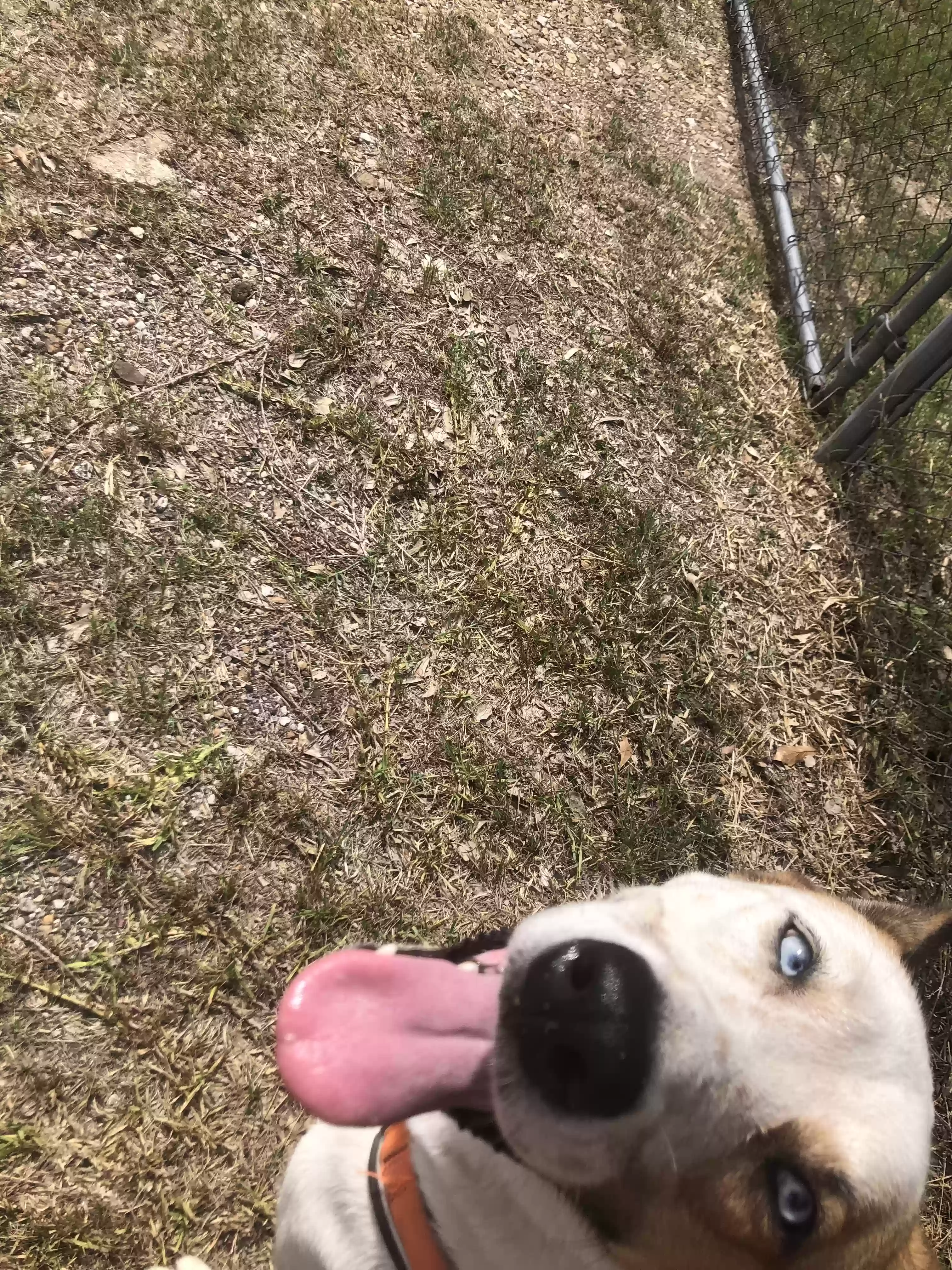 adoptable Dog in Porter,TX named Artemis