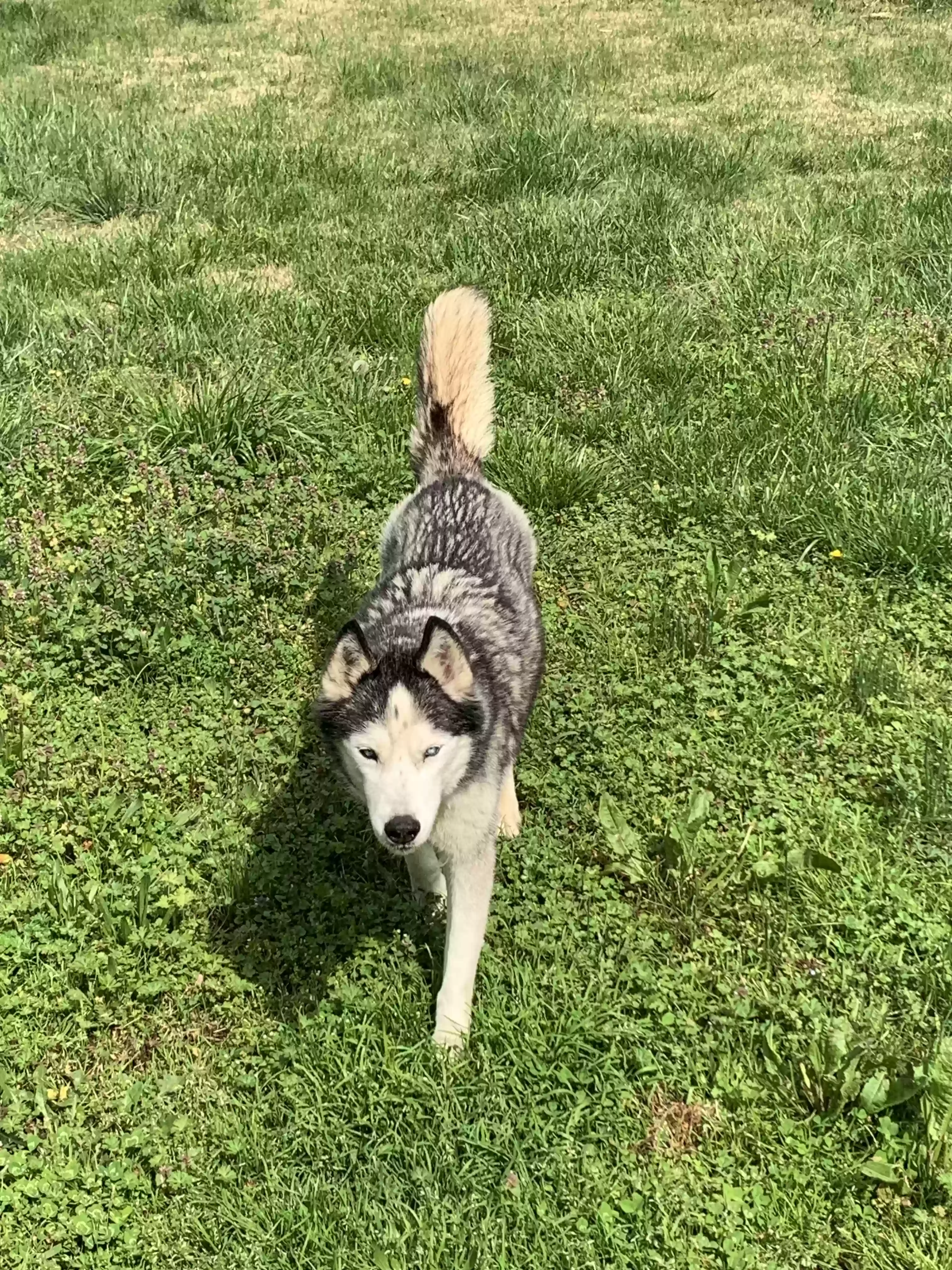 adoptable Dog in Powder Springs,GA named Zeus