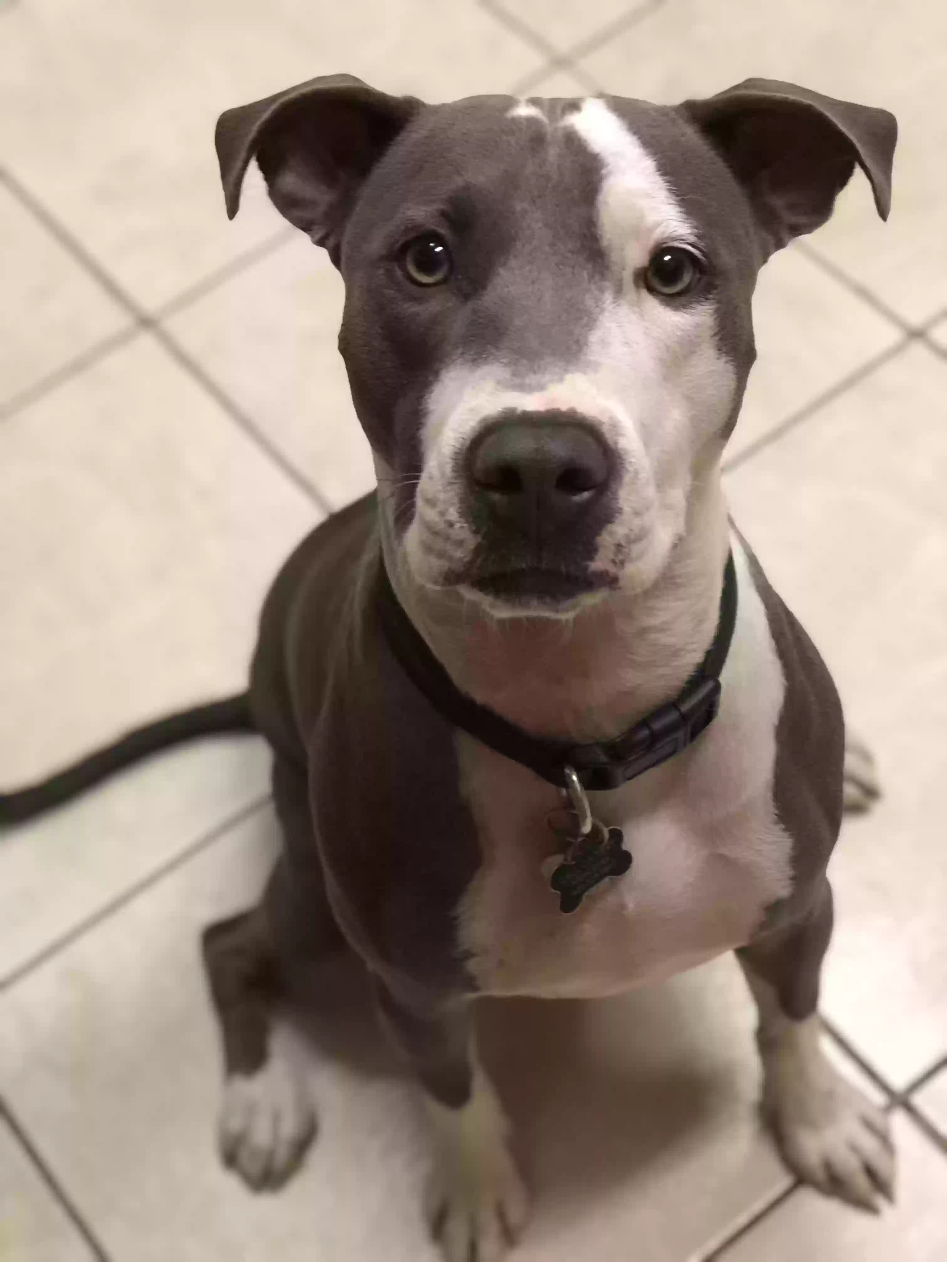 adoptable Dog in Mesa,AZ named 