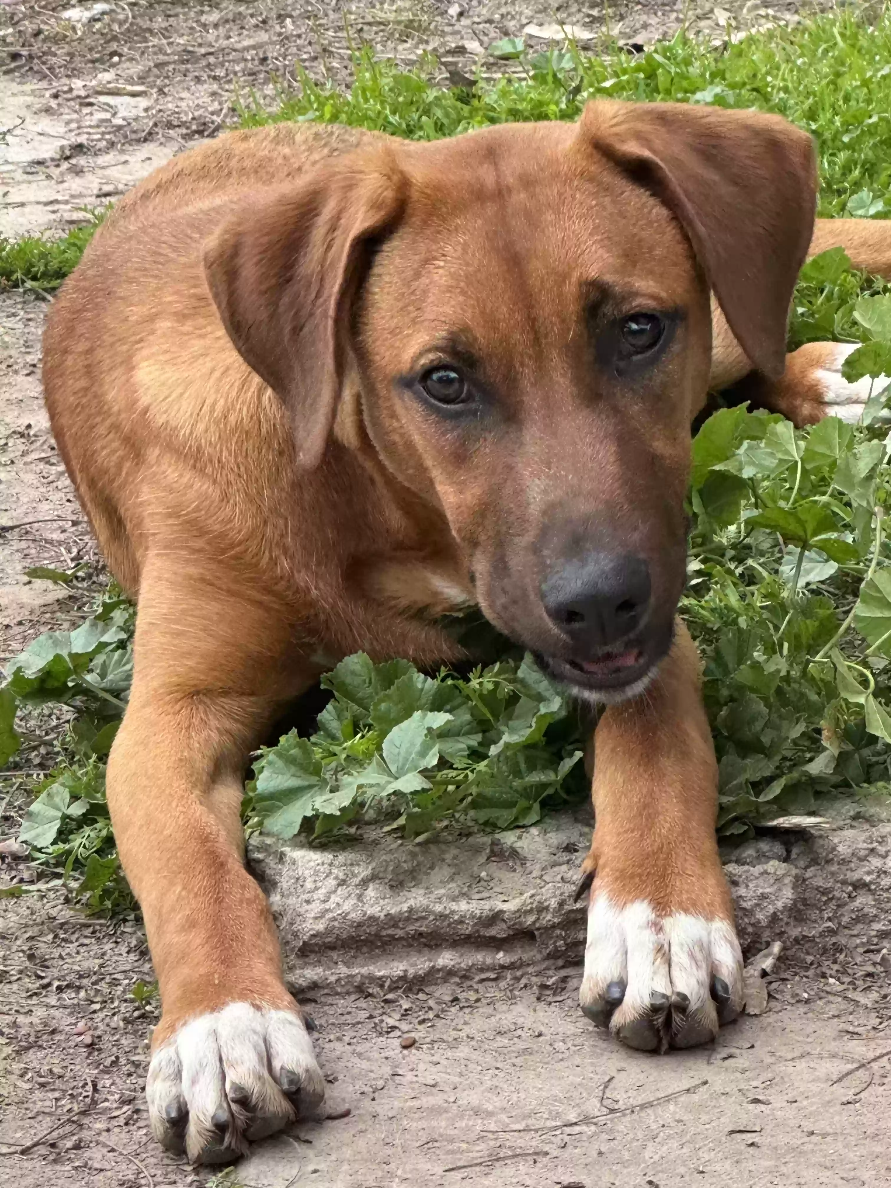 adoptable Dog in Porterville,CA named Bambi