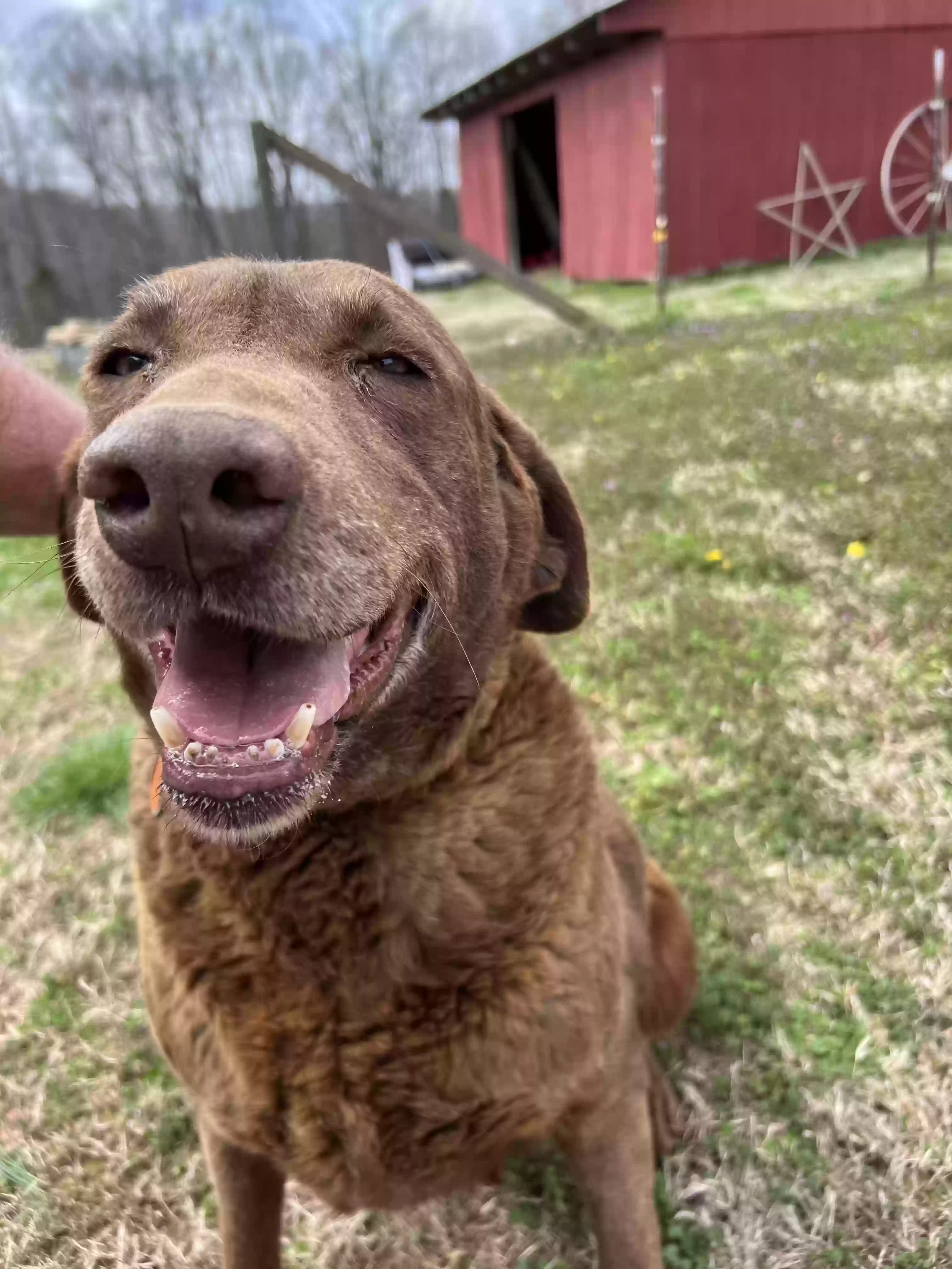 adoptable Dog in Greenbrier,TN named Chessie